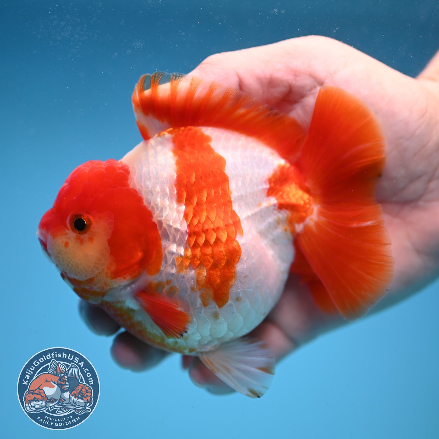 Fiery Red White Oranda 4 inch Body (250822_OR01)