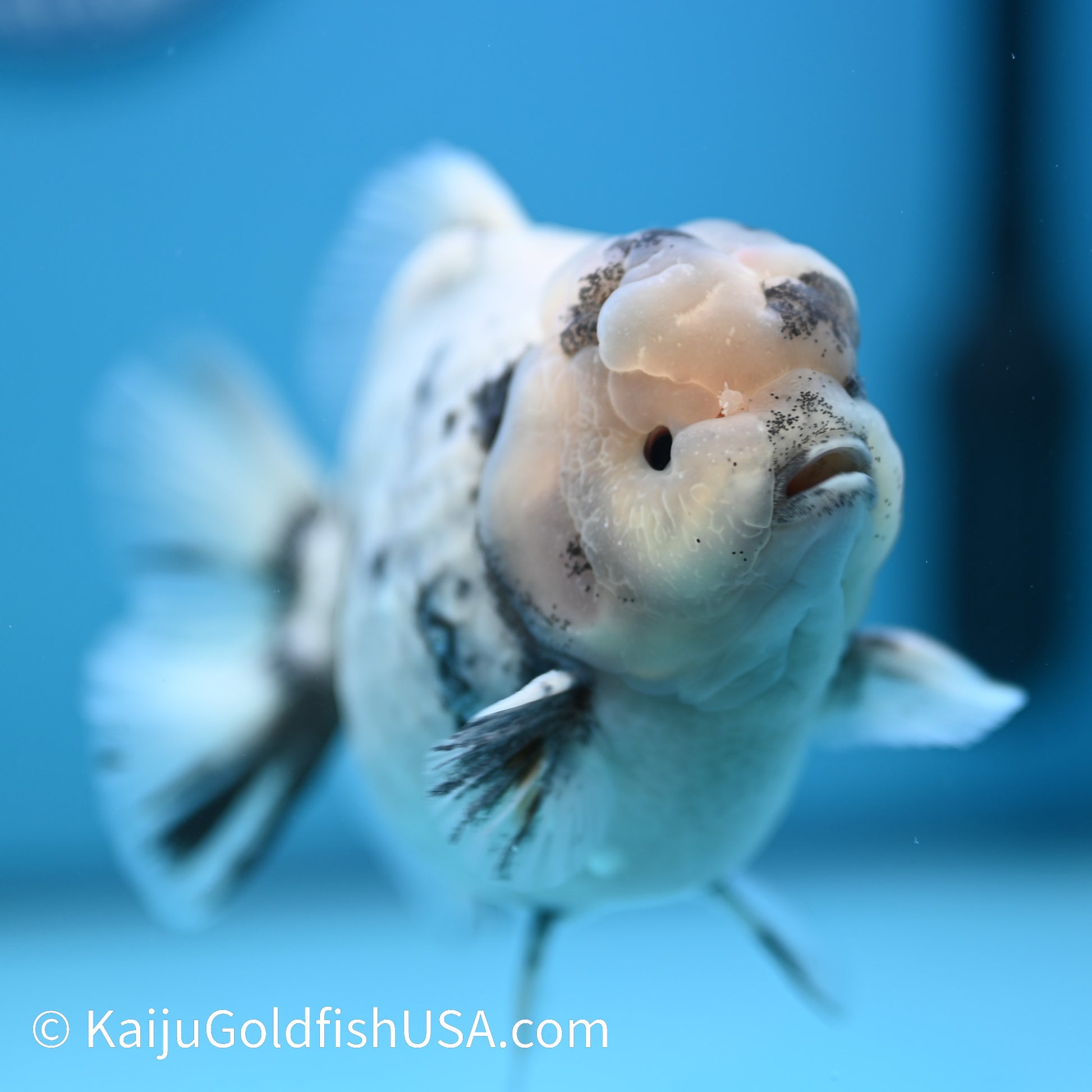 Crown White Tiger YuanBao Oranda 5-5.5 inches (240329_OR01) - Kaiju Goldfish USA