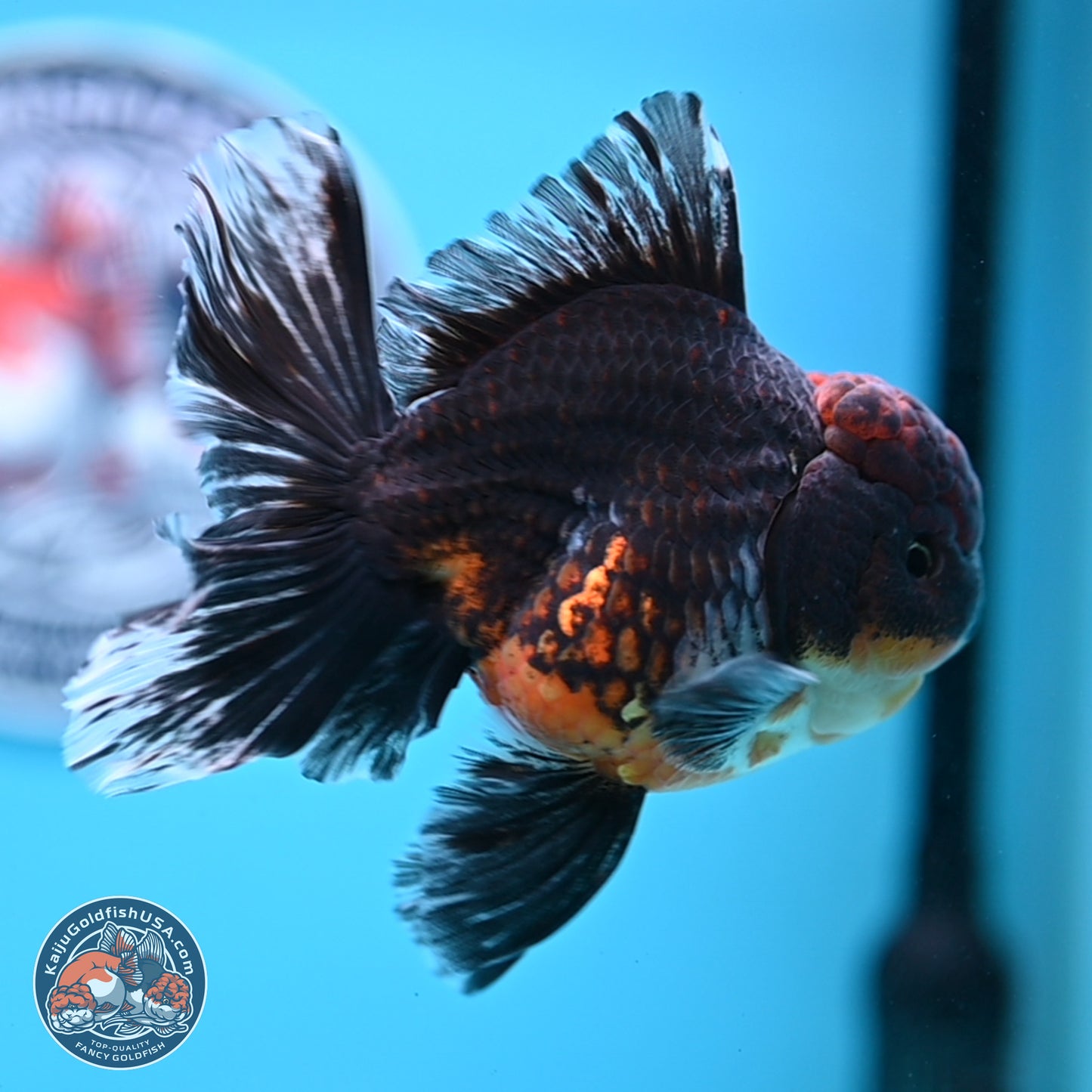 Kirin Rose Tail Oranda 4-5 inches (240927_OR01) - Kaiju Goldfish USA