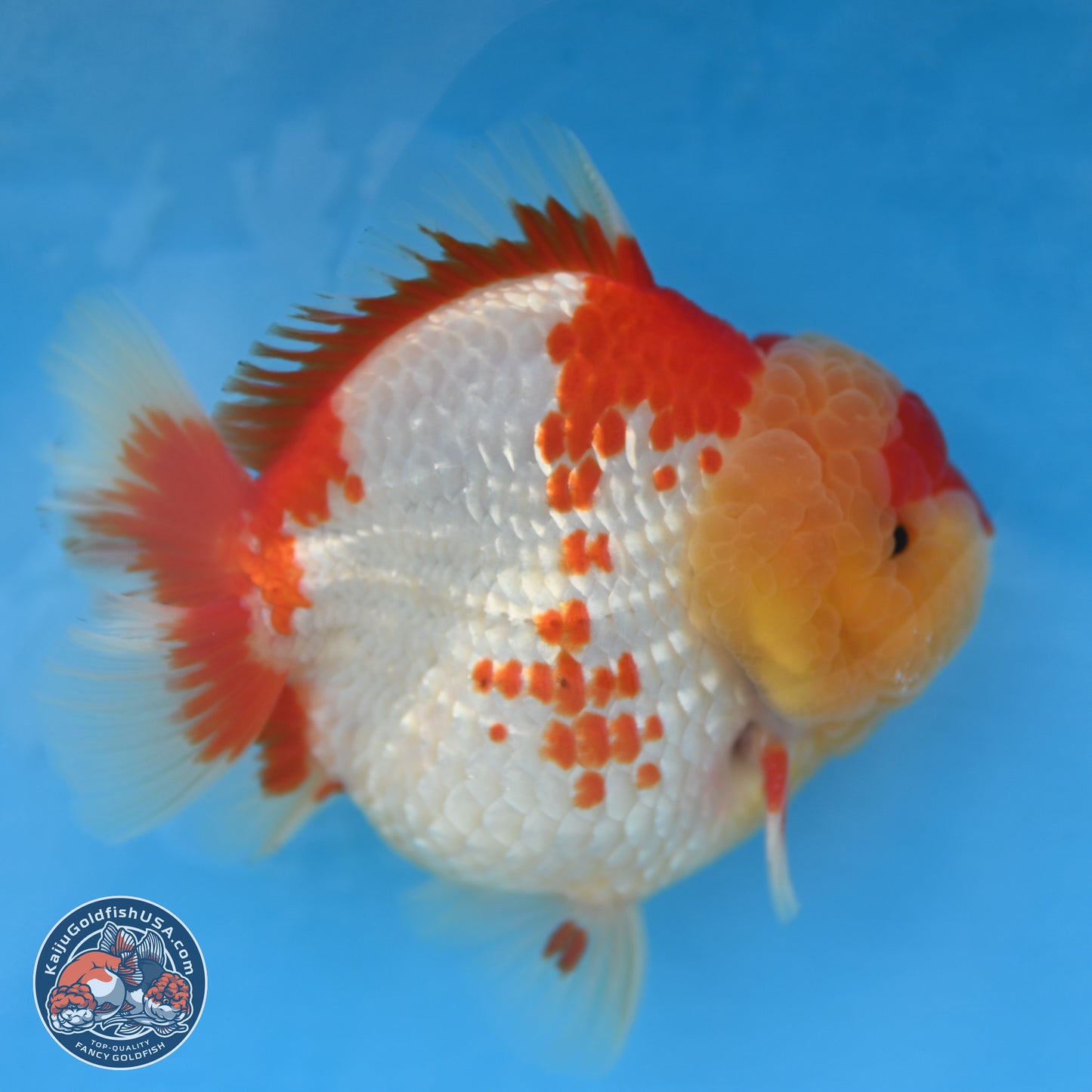 Red White YuanBao Oranda 3.8 inches Body - Male (250131_OR01)