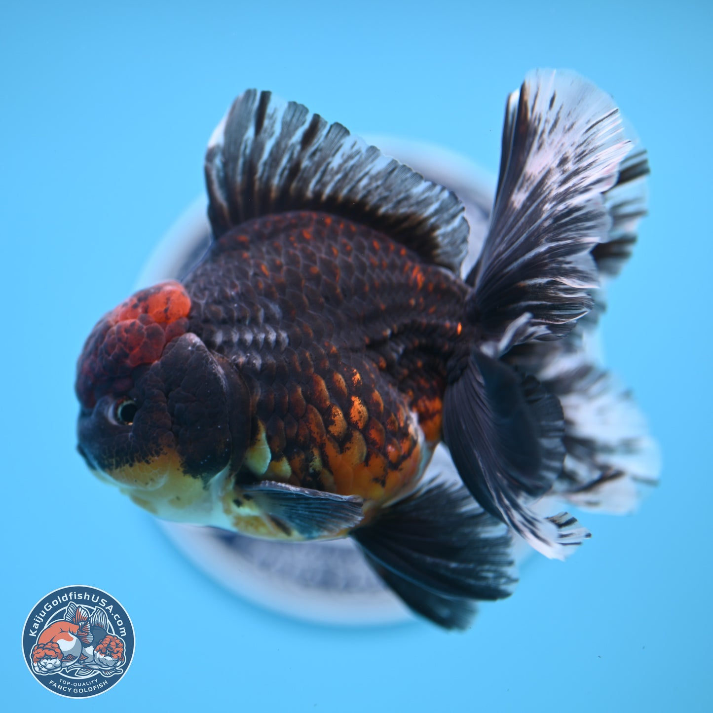 Kirin Rose Tail Oranda 4-5 inches (240927_OR01) - Kaiju Goldfish USA