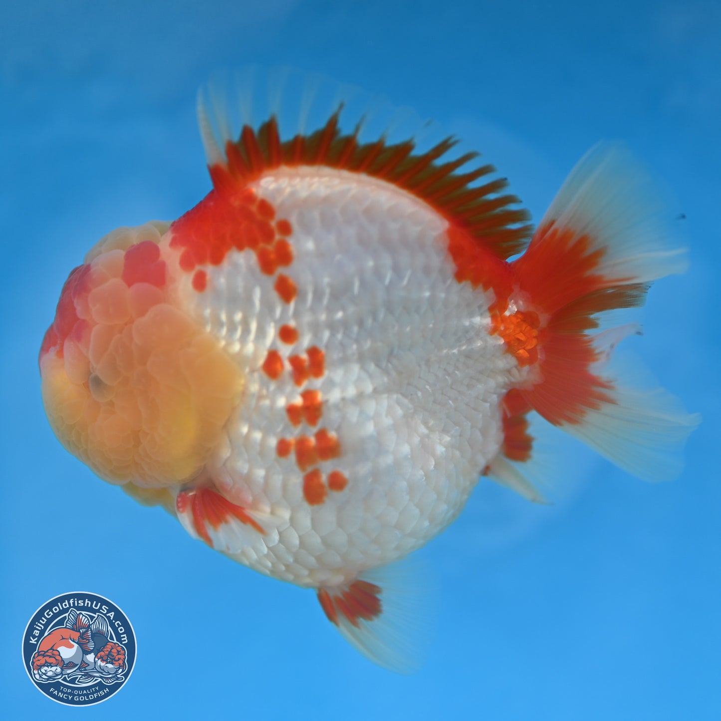 Red White YuanBao Oranda 3.8 inches Body - Male (250131_OR01)