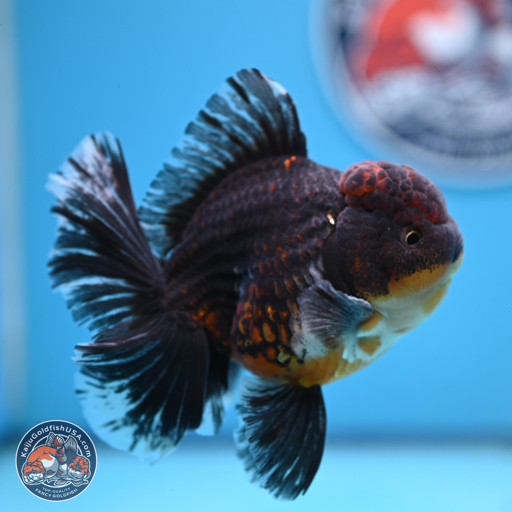 Kirin Rose Tail Oranda 4-5 inches (240927_OR01) - Kaiju Goldfish USA