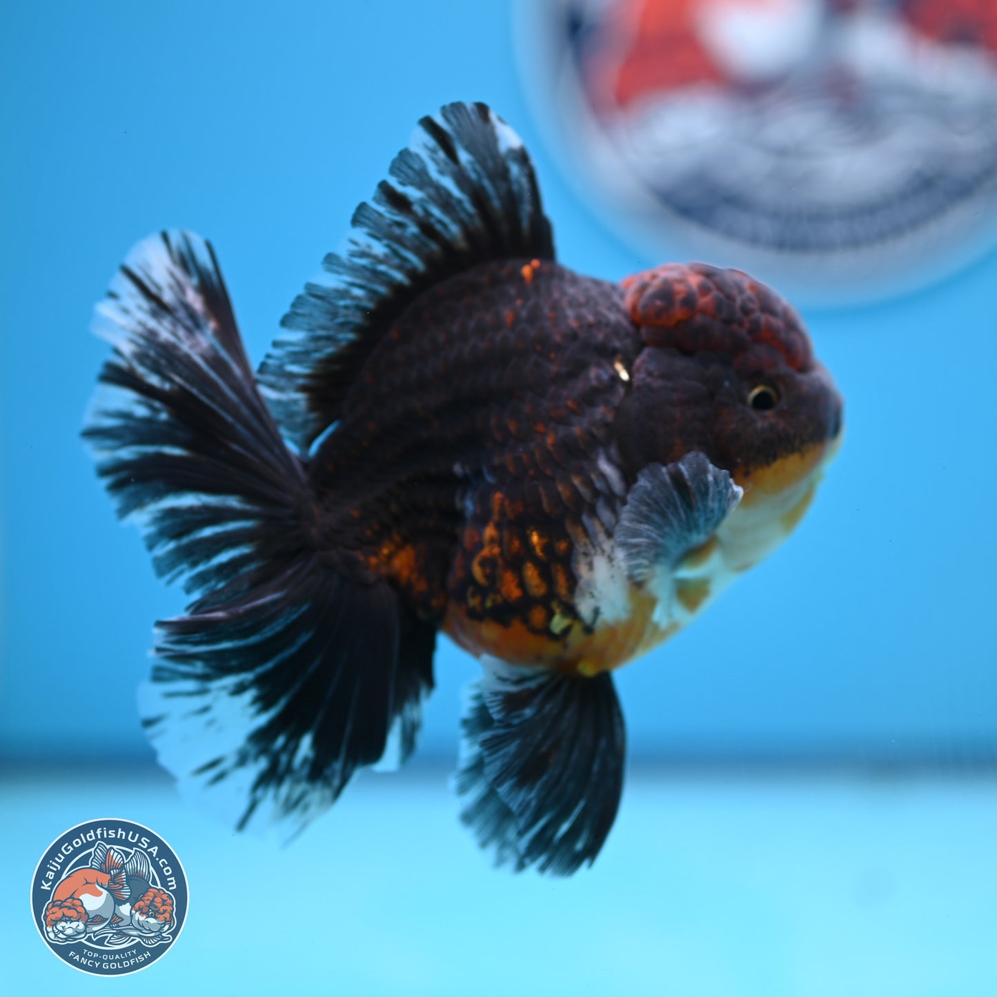 Kirin Rose Tail Oranda 4-5 inches (240927_OR01) - Kaiju Goldfish USA