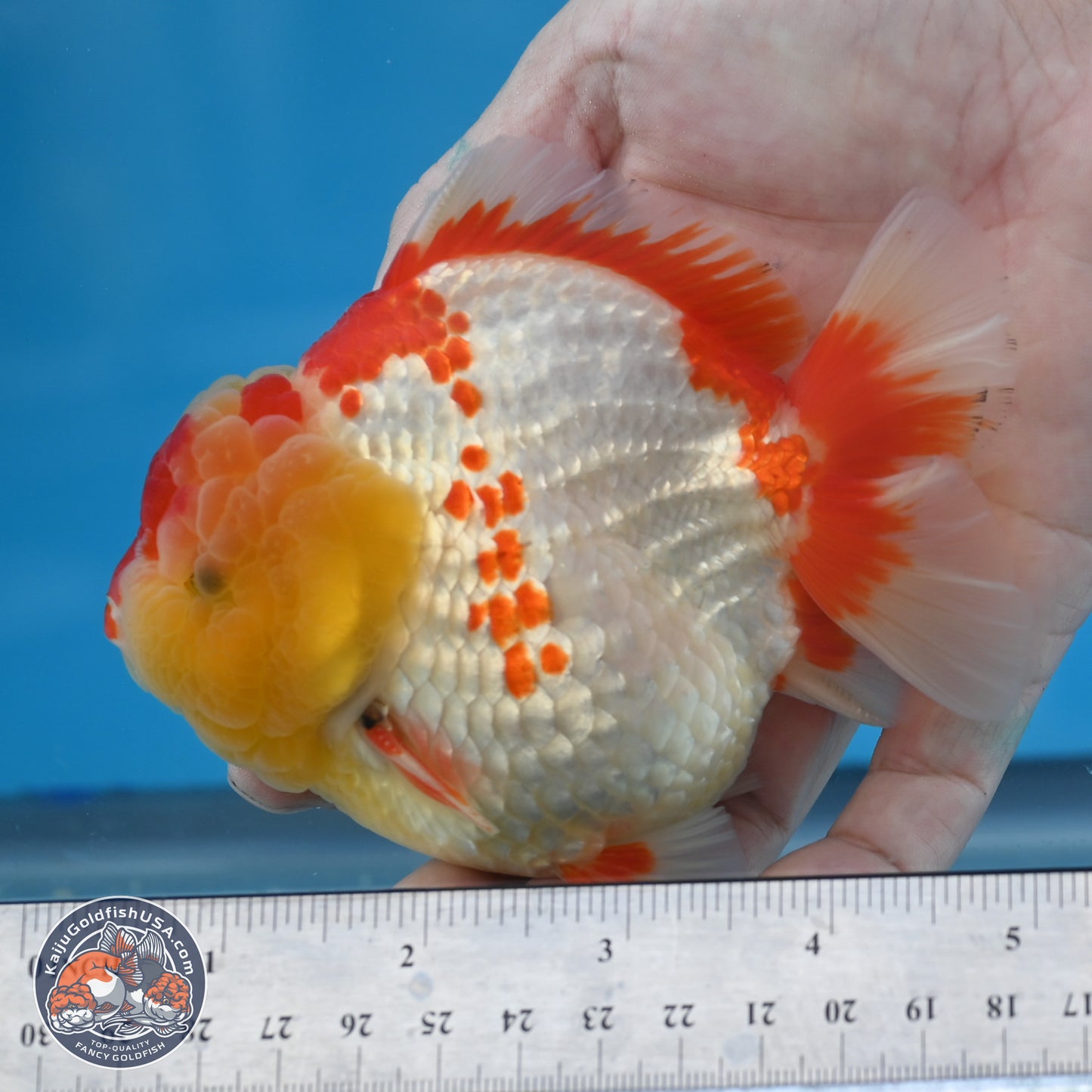 Red White YuanBao Oranda 3.8 inches Body - Male (250131_OR01)