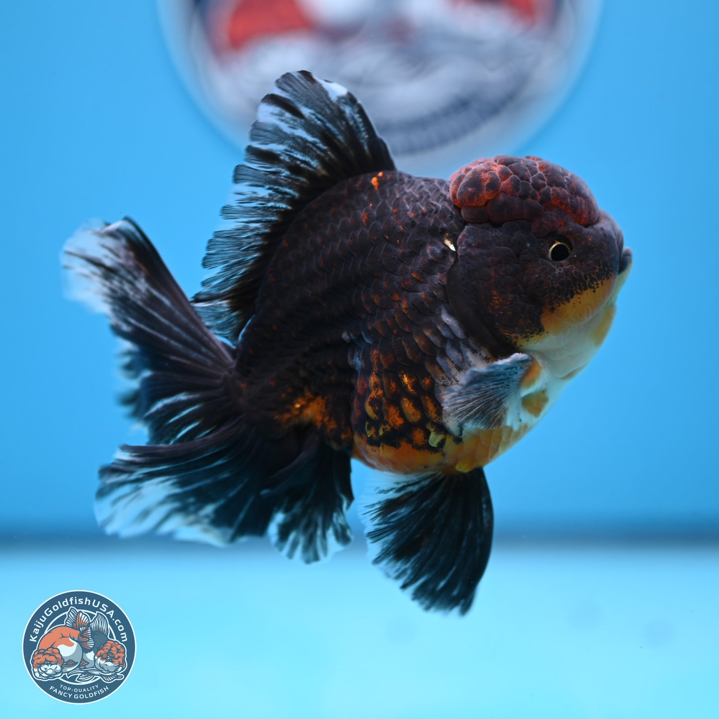 Kirin Rose Tail Oranda 4-5 inches (240927_OR01) - Kaiju Goldfish USA