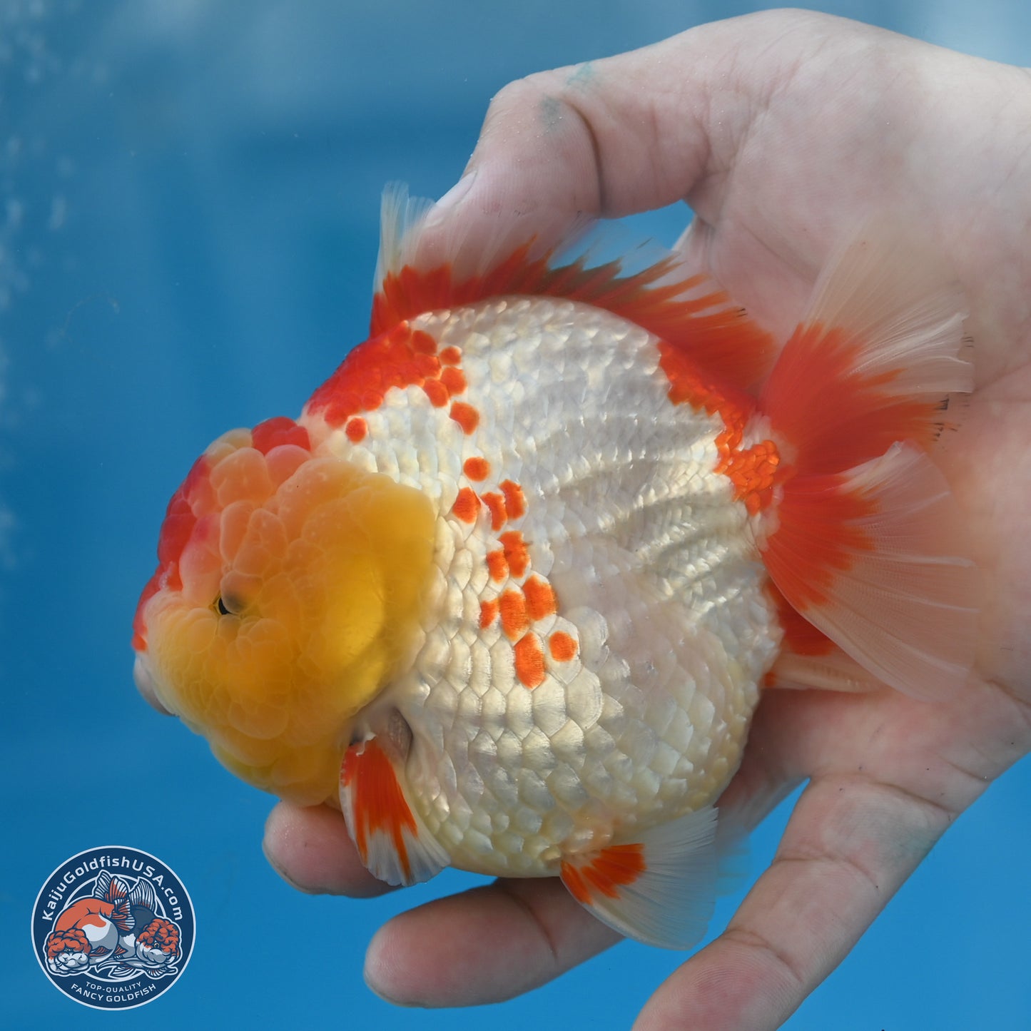 Red White YuanBao Oranda 3.8 inches Body - Male (250131_OR01)