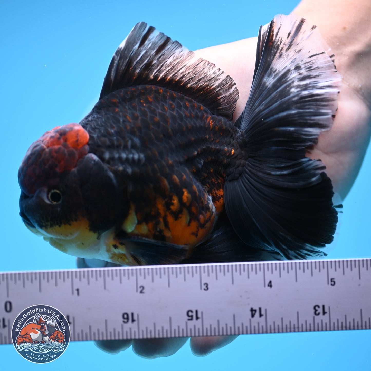 Kirin Rose Tail Oranda 4-5 inches (240927_OR01) - Kaiju Goldfish USA