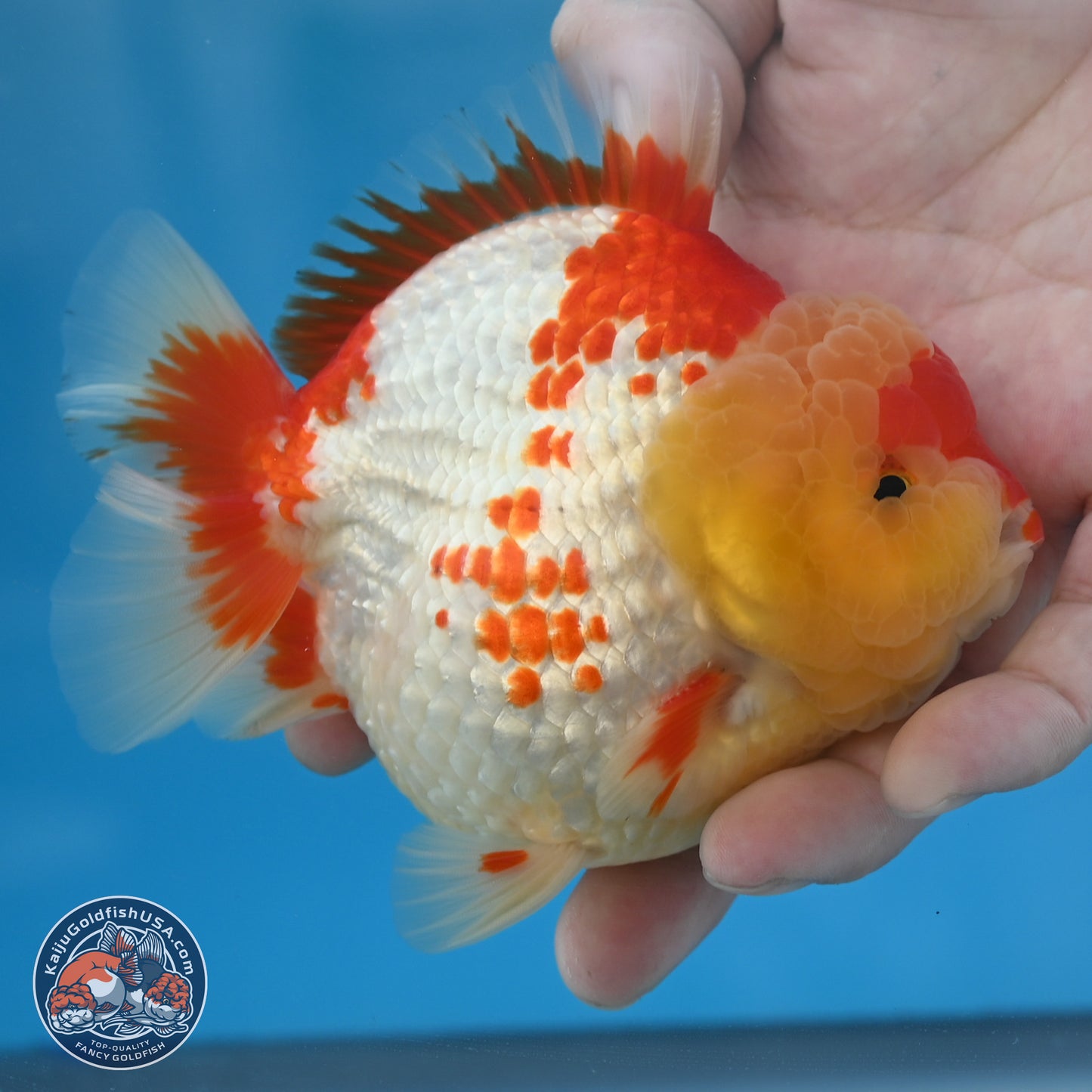 Red White YuanBao Oranda 3.8 inches Body - Male (250131_OR01)