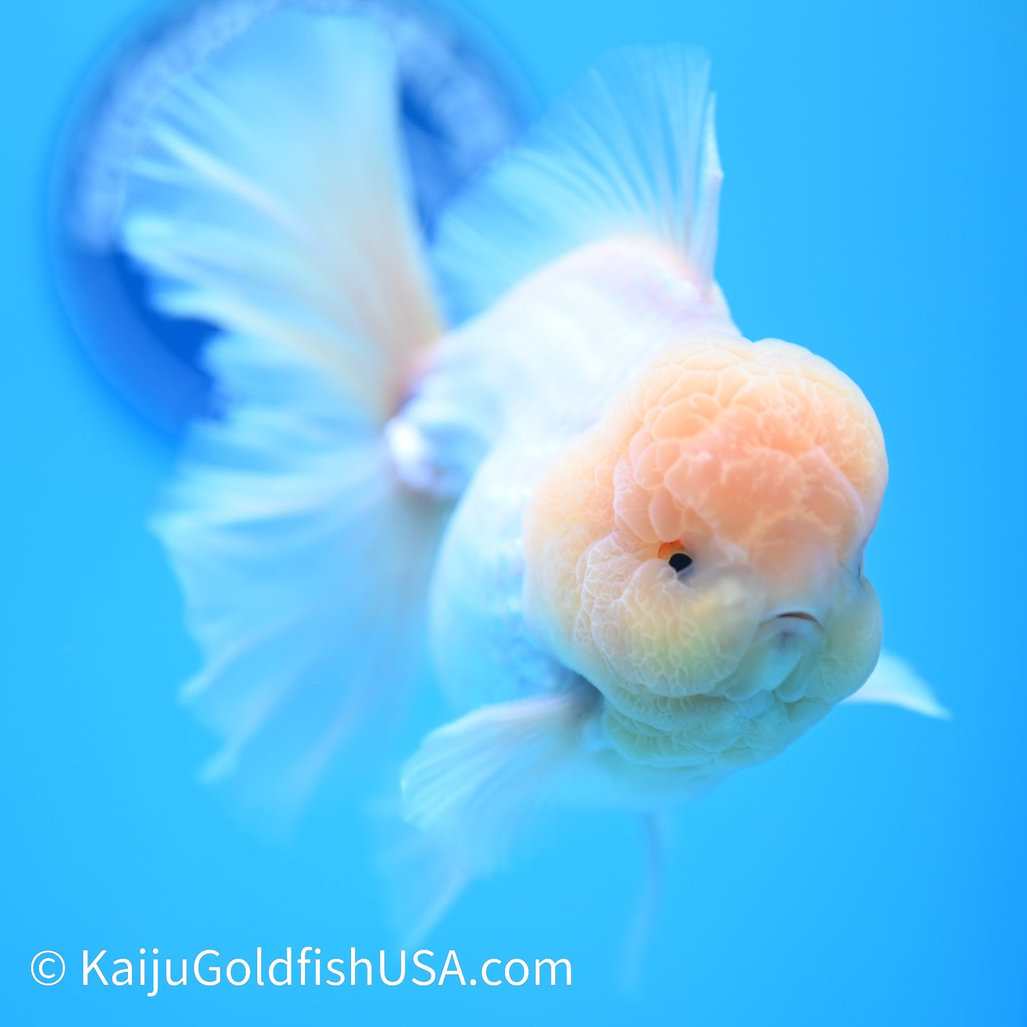 Jumbo Snow White Rose Tail Oranda 5.5 inches (240405_OR1) - Kaiju Goldfish USA