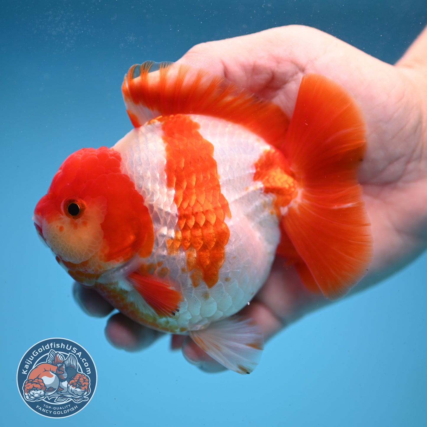 Fiery Red White Oranda 4 inch Body (250822_OR01)