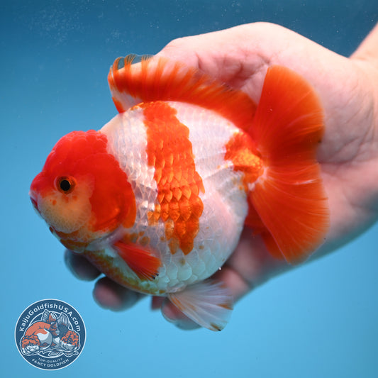 Fiery Red White Oranda 4 inch Body (250822_OR01)