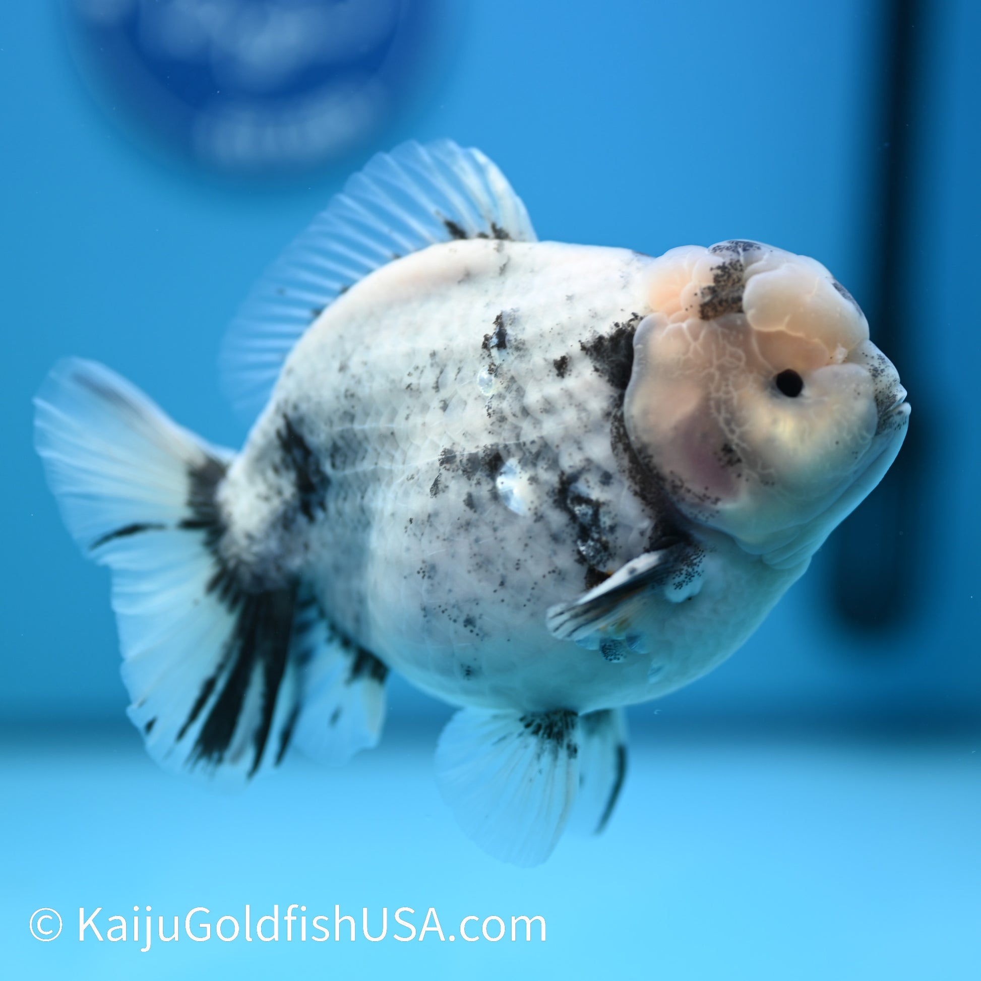 Crown White Tiger YuanBao Oranda 5-5.5 inches (240329_OR01) - Kaiju Goldfish USA