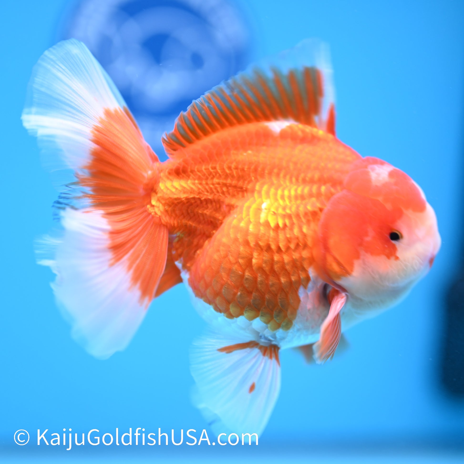 Jade Face Rose Tail Red White Oranda 4-4.5 inches (240322_OR1) - Kaiju Goldfish USA