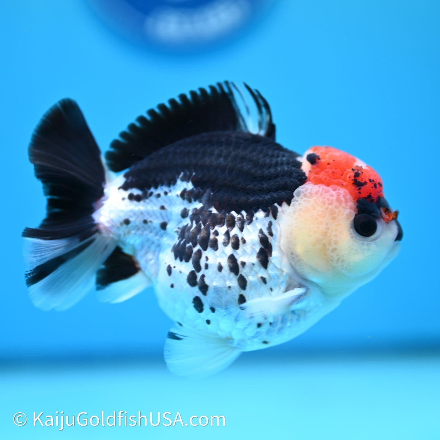 Tricolor YuanBao Oranda 3.75in body (240607_OR01) - Kaiju Goldfish USA