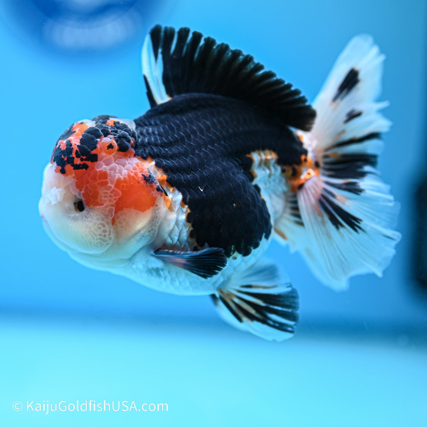 Tricolor YuanBao Oranda 3.5in body (240524_OR01) - Kaiju Goldfish USA