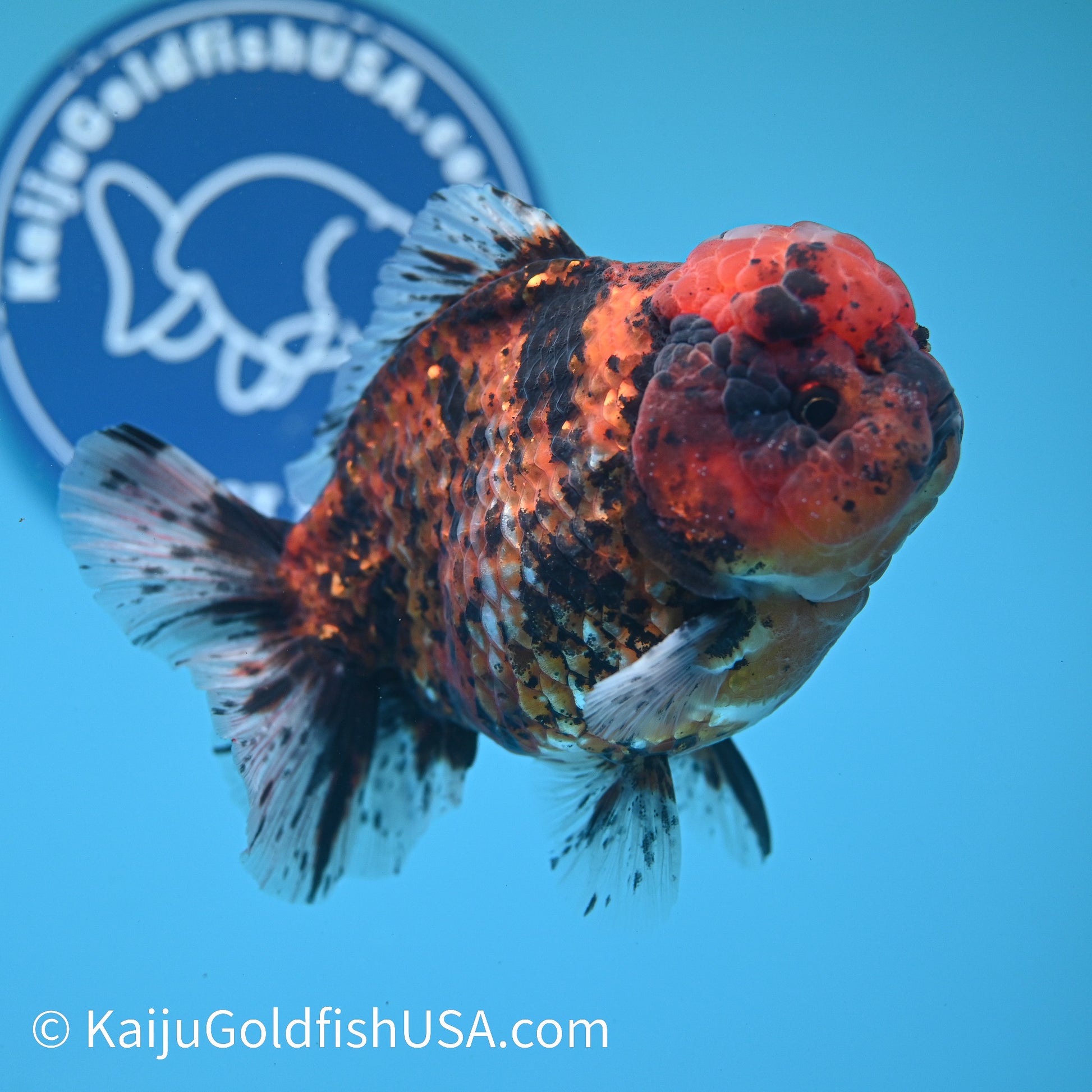 Tiger YuanBao Oranda 5 inches (240412_OR01) - Kaiju Goldfish USA