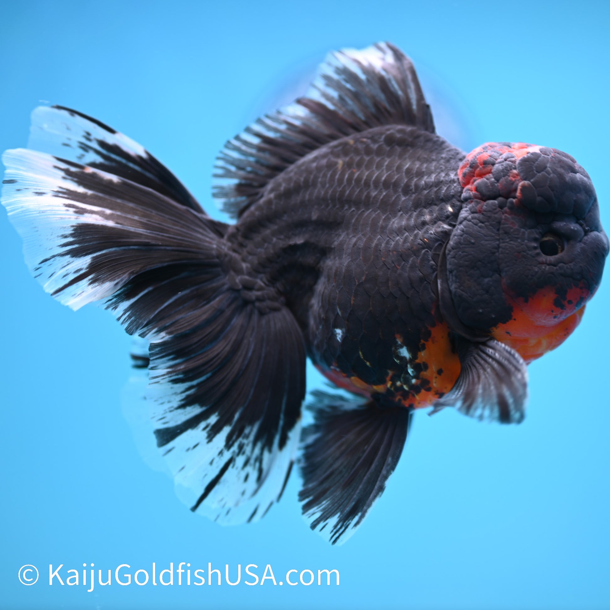 Black Lava Rose Tail Oranda 5-5.5 inches (240308_OR01) - Kaiju Goldfish USA