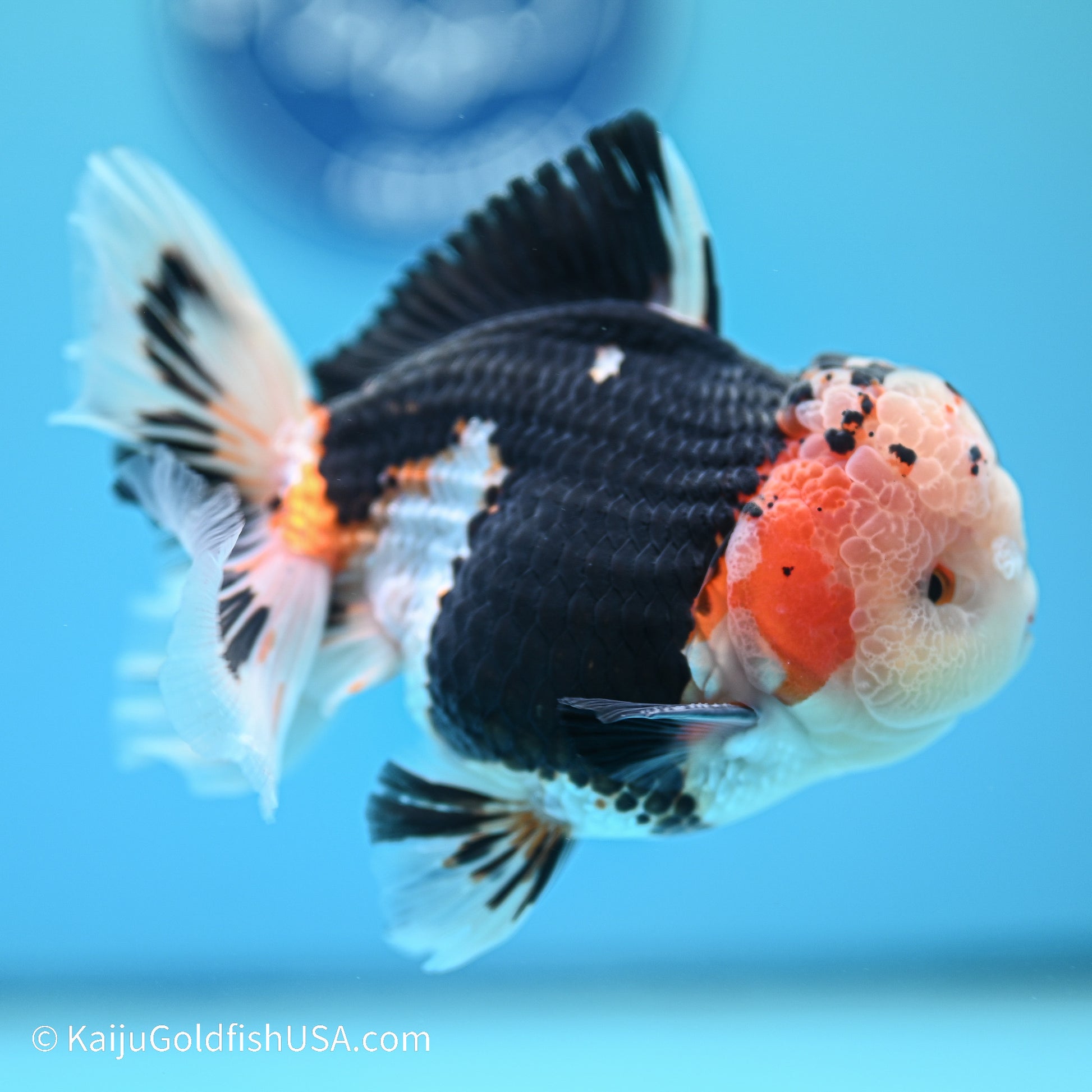 Tricolor YuanBao Oranda 3.5in body (240524_OR01) - Kaiju Goldfish USA