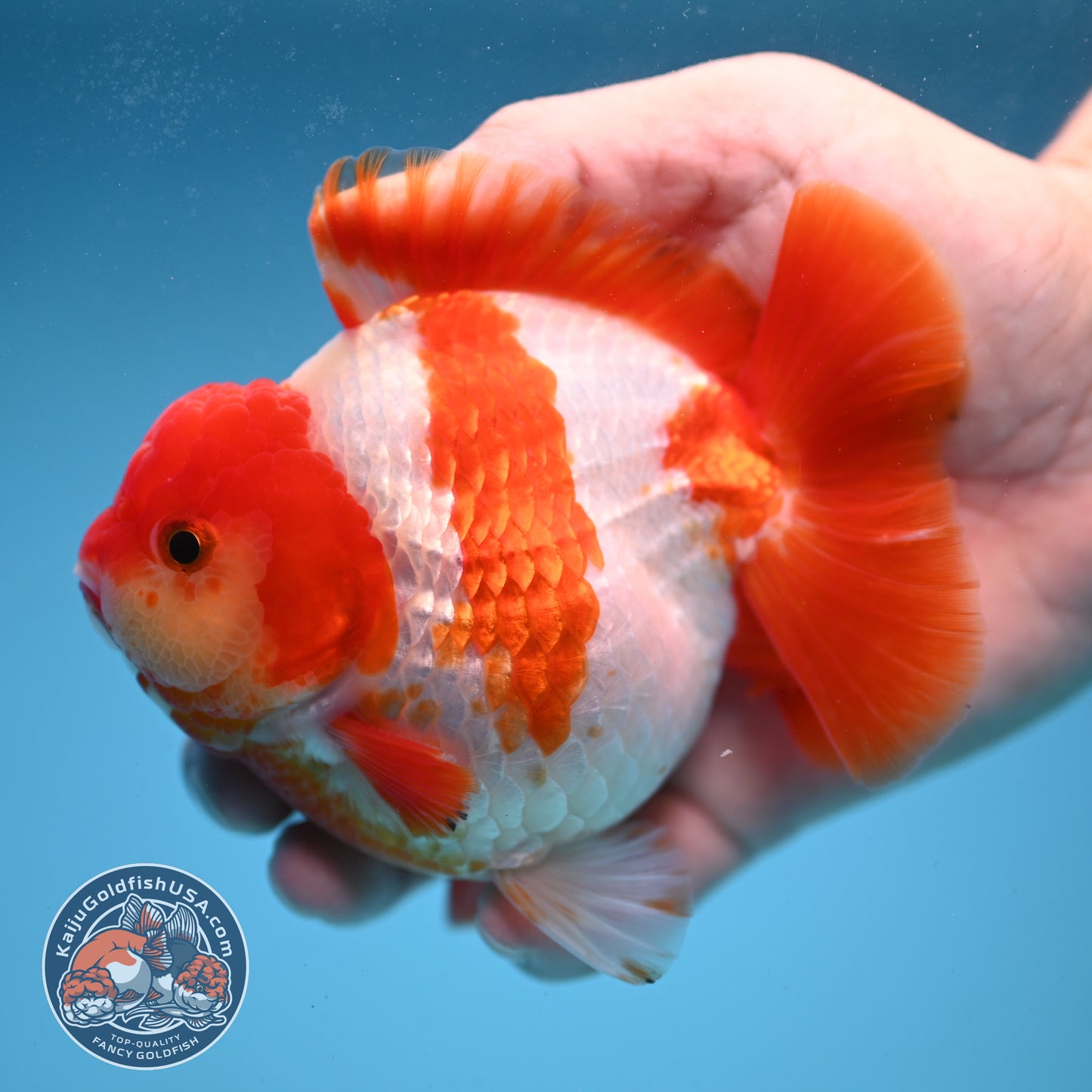 Fiery Red White Oranda 4 inch Body (250822_OR01)