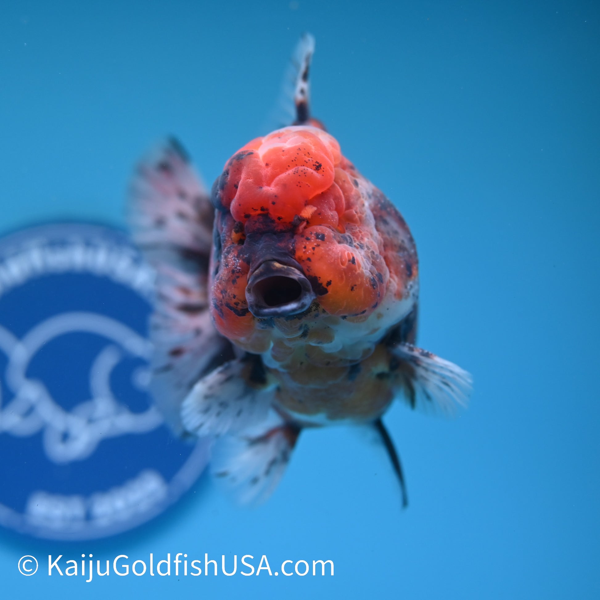 Tiger YuanBao Oranda 5 inches (240412_OR01) - Kaiju Goldfish USA