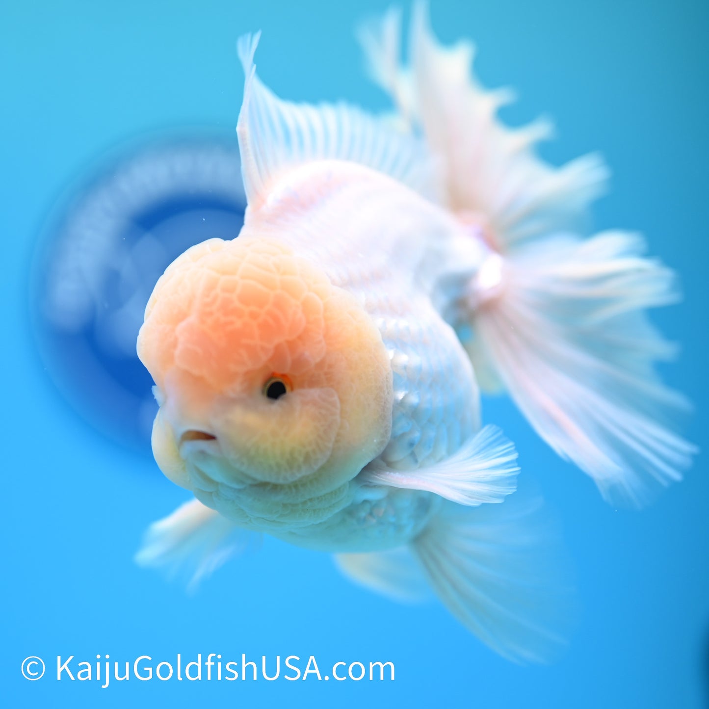 Jumbo Snow White Rose Tail Oranda 5.5 inches (240405_OR1) - Kaiju Goldfish USA