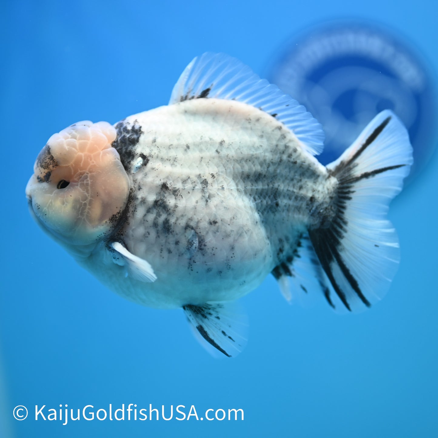 Crown White Tiger YuanBao Oranda 5-5.5 inches (240329_OR01) - Kaiju Goldfish USA