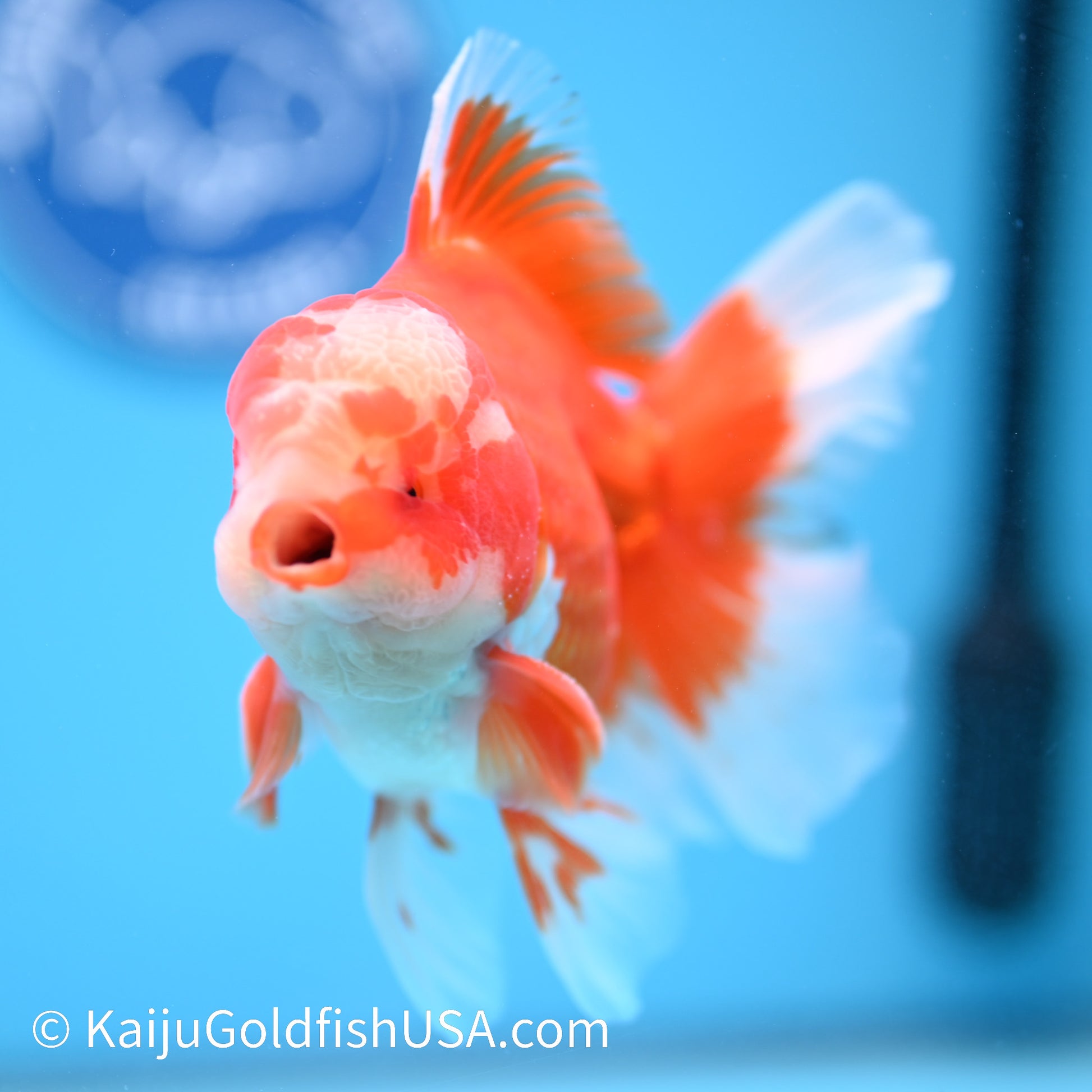 Jade Face Rose Tail Red White Oranda 4-4.5 inches (240322_OR1) - Kaiju Goldfish USA