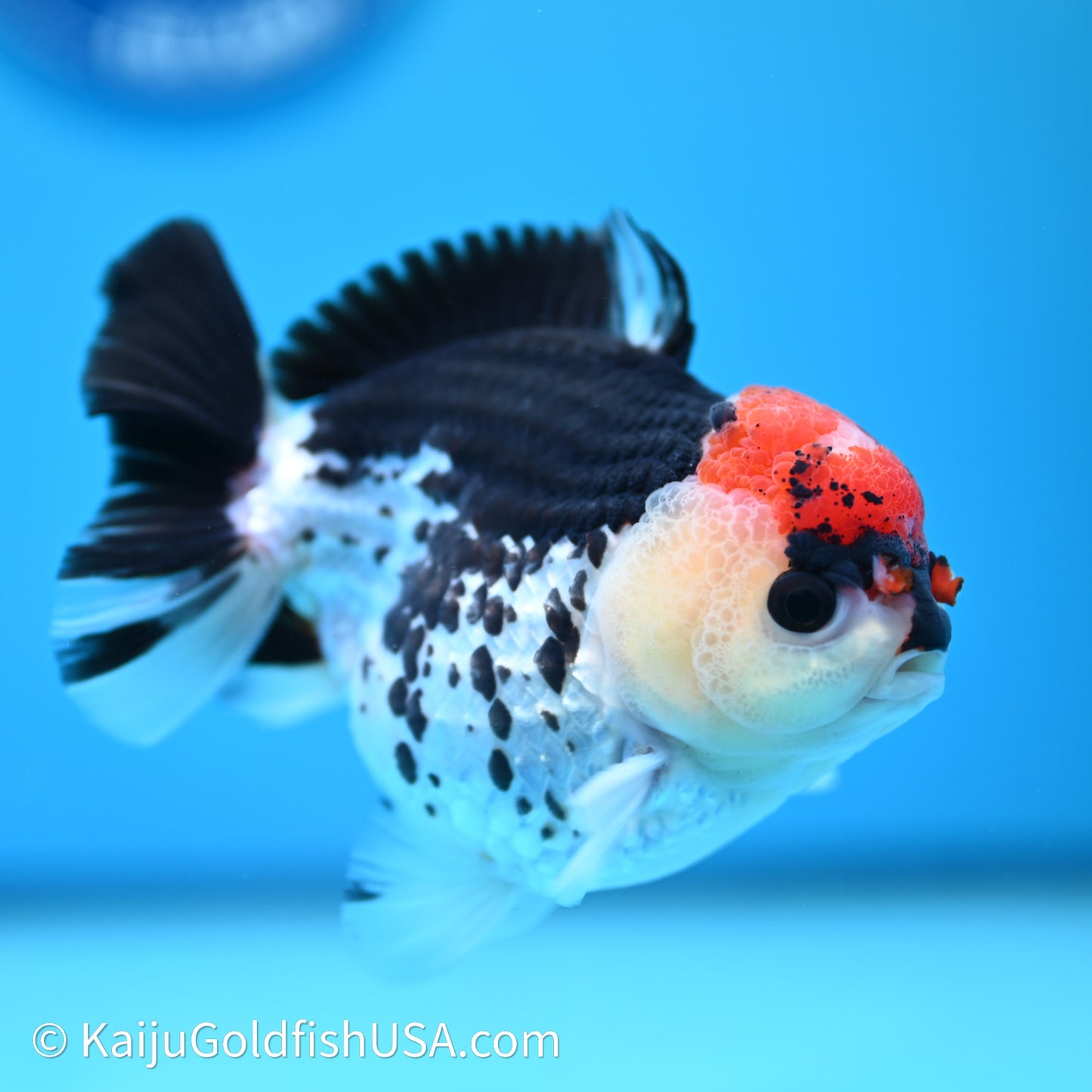 Tricolor YuanBao Oranda 3.75in body (240607_OR01) - Kaiju Goldfish USA