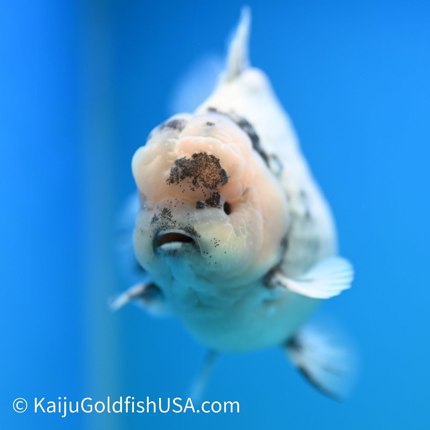 Crown White Tiger YuanBao Oranda 5-5.5 inches (240329_OR01) - Kaiju Goldfish USA