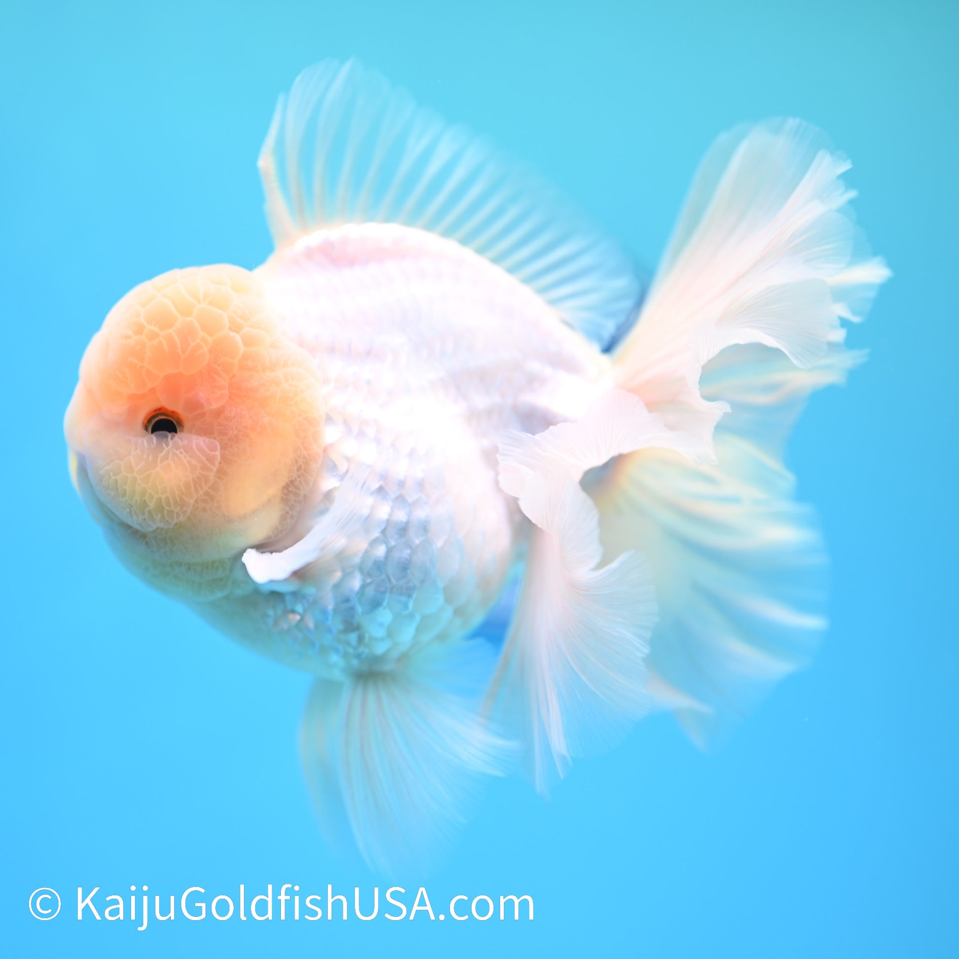 Jumbo Snow White Rose Tail Oranda 5.5 inches (240405_OR1) - Kaiju Goldfish USA