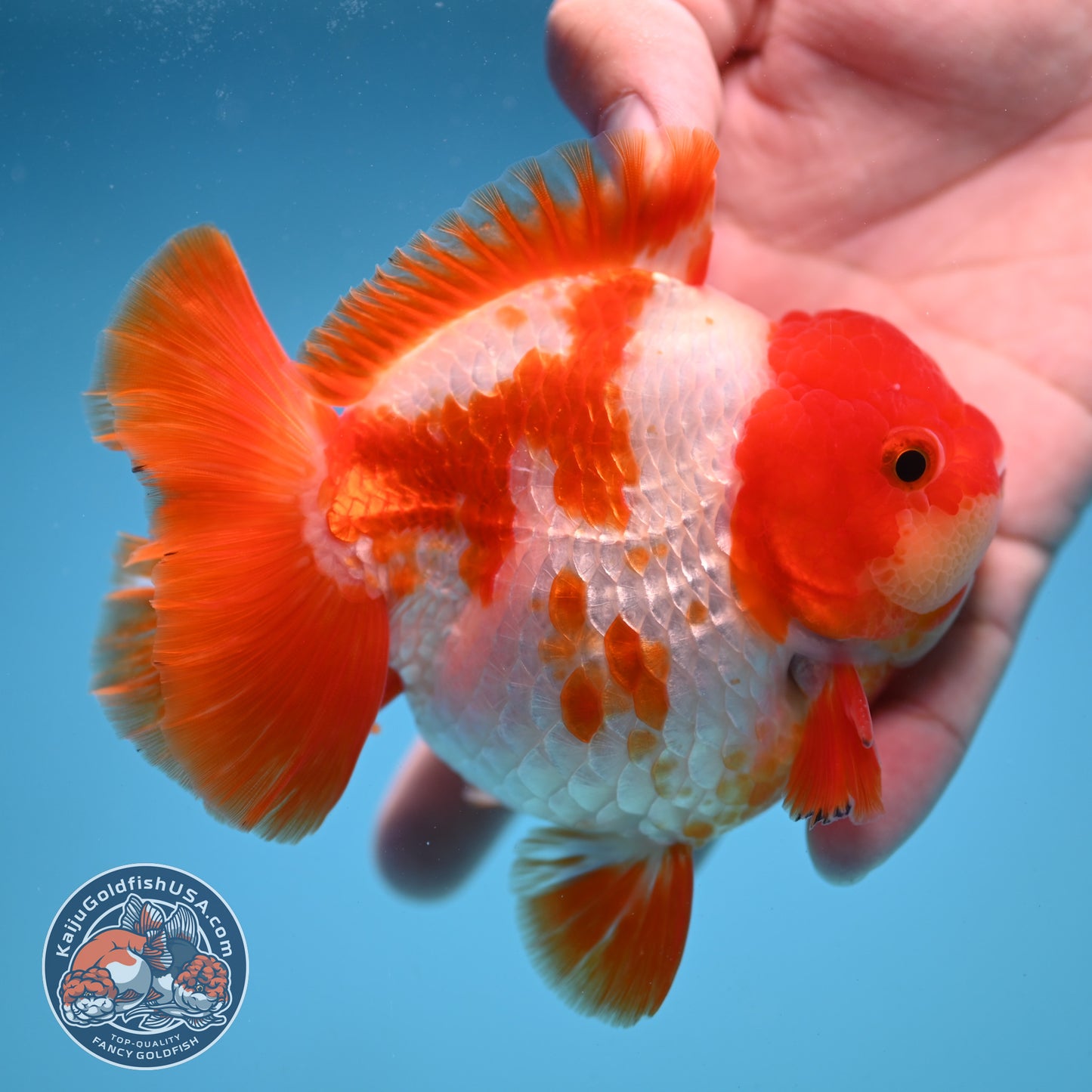 Fiery Red White Oranda 4 inch Body (250822_OR01)