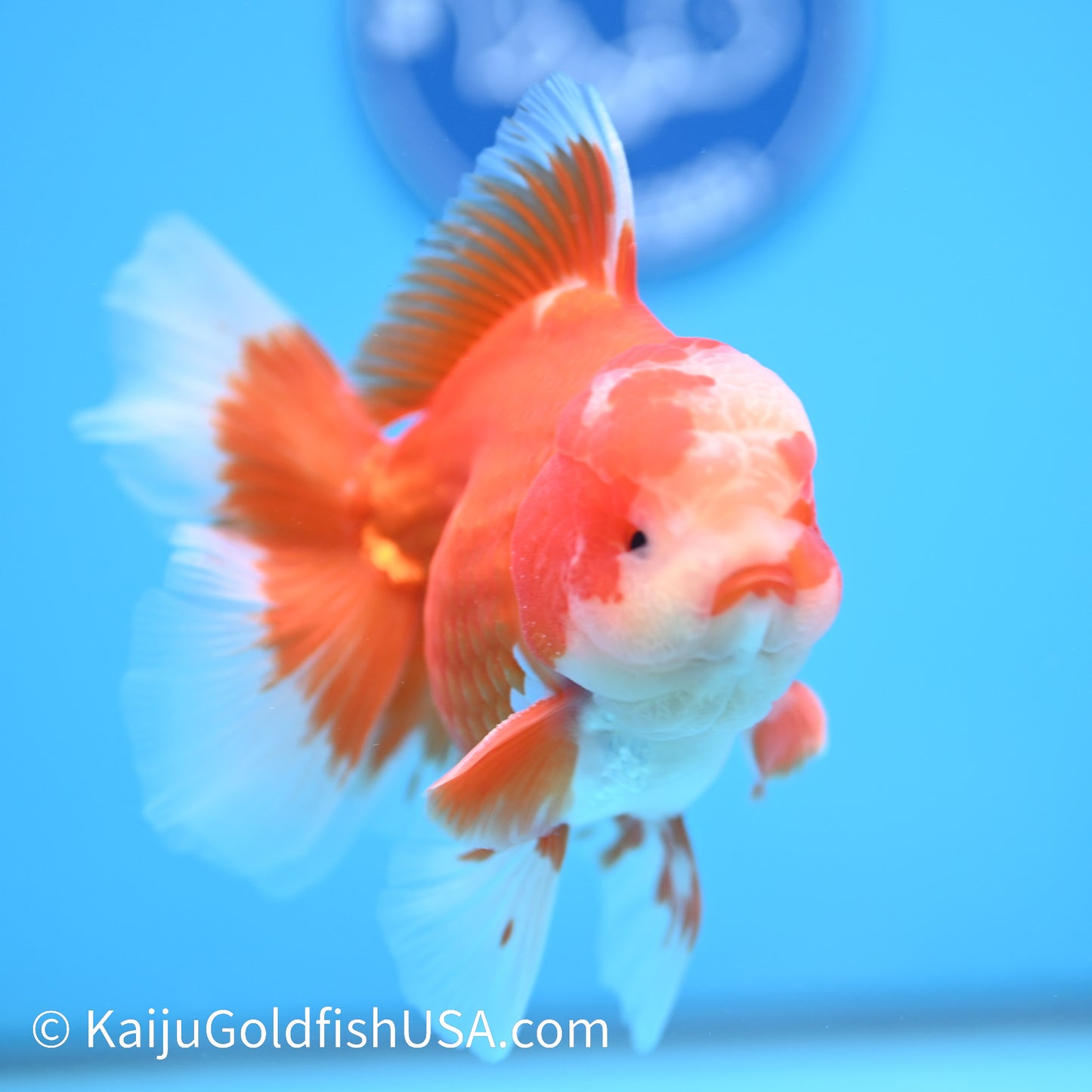 Jade Face Rose Tail Red White Oranda 4-4.5 inches (240322_OR1) - Kaiju Goldfish USA