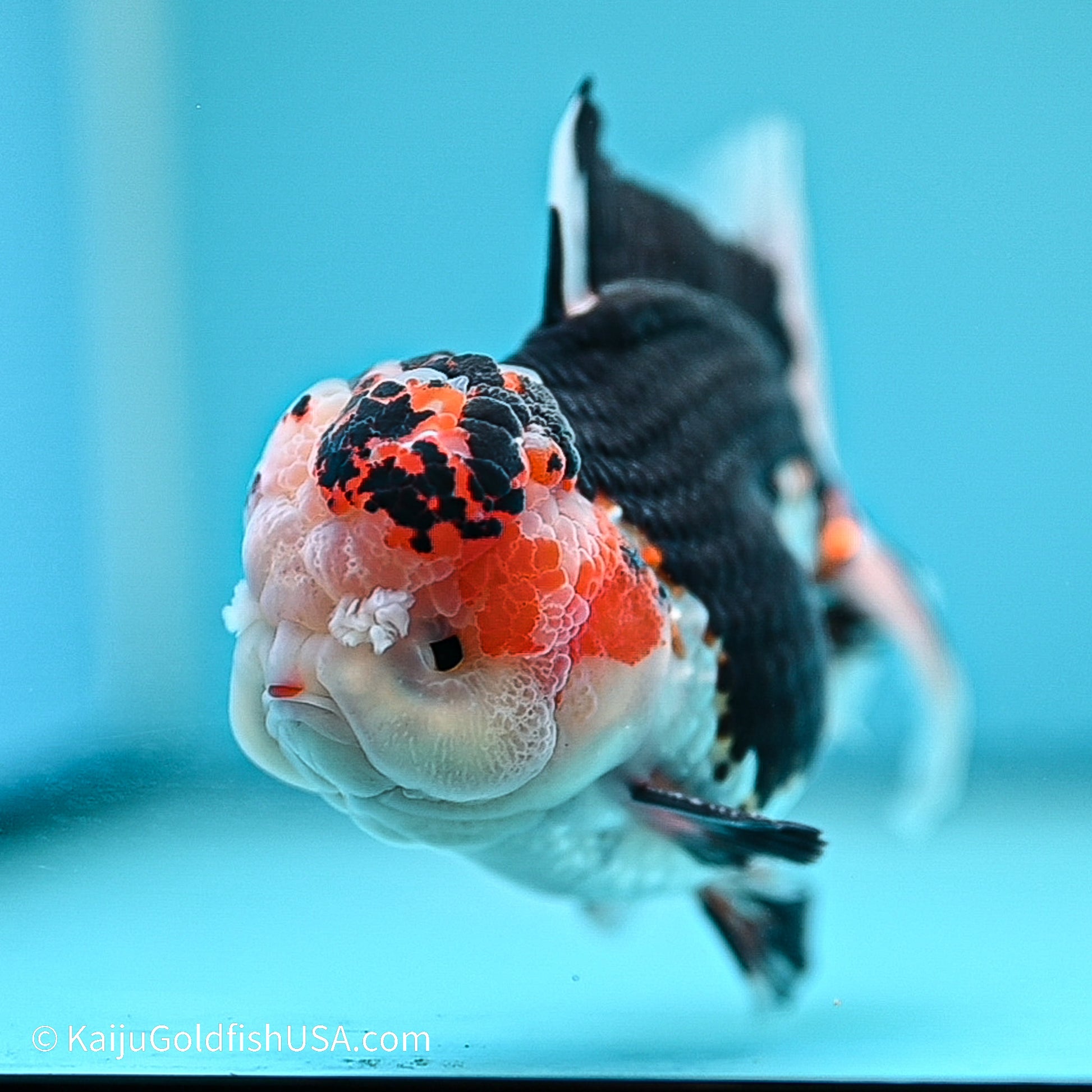 Tricolor YuanBao Oranda 3.5in body (240524_OR01) - Kaiju Goldfish USA