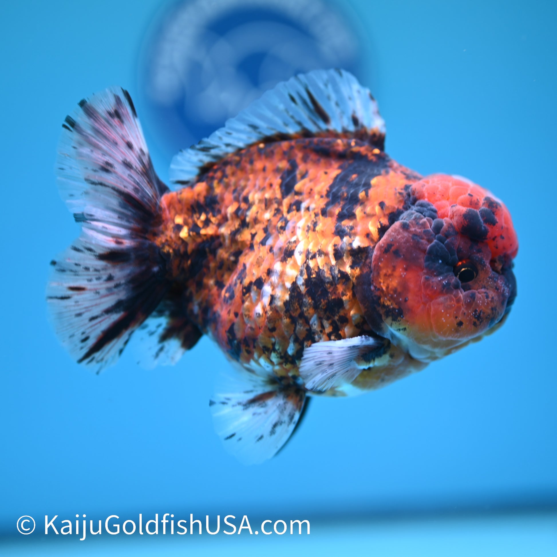 Tiger YuanBao Oranda 5 inches (240412_OR01) - Kaiju Goldfish USA