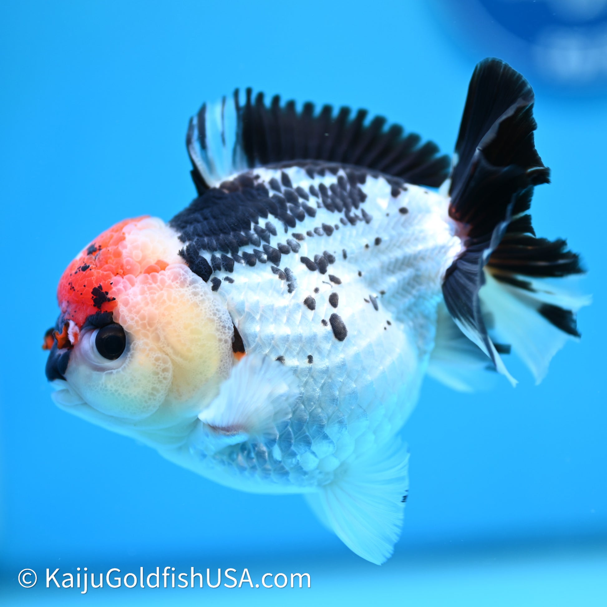 Tricolor YuanBao Oranda 3.75in body (240607_OR01) - Kaiju Goldfish USA