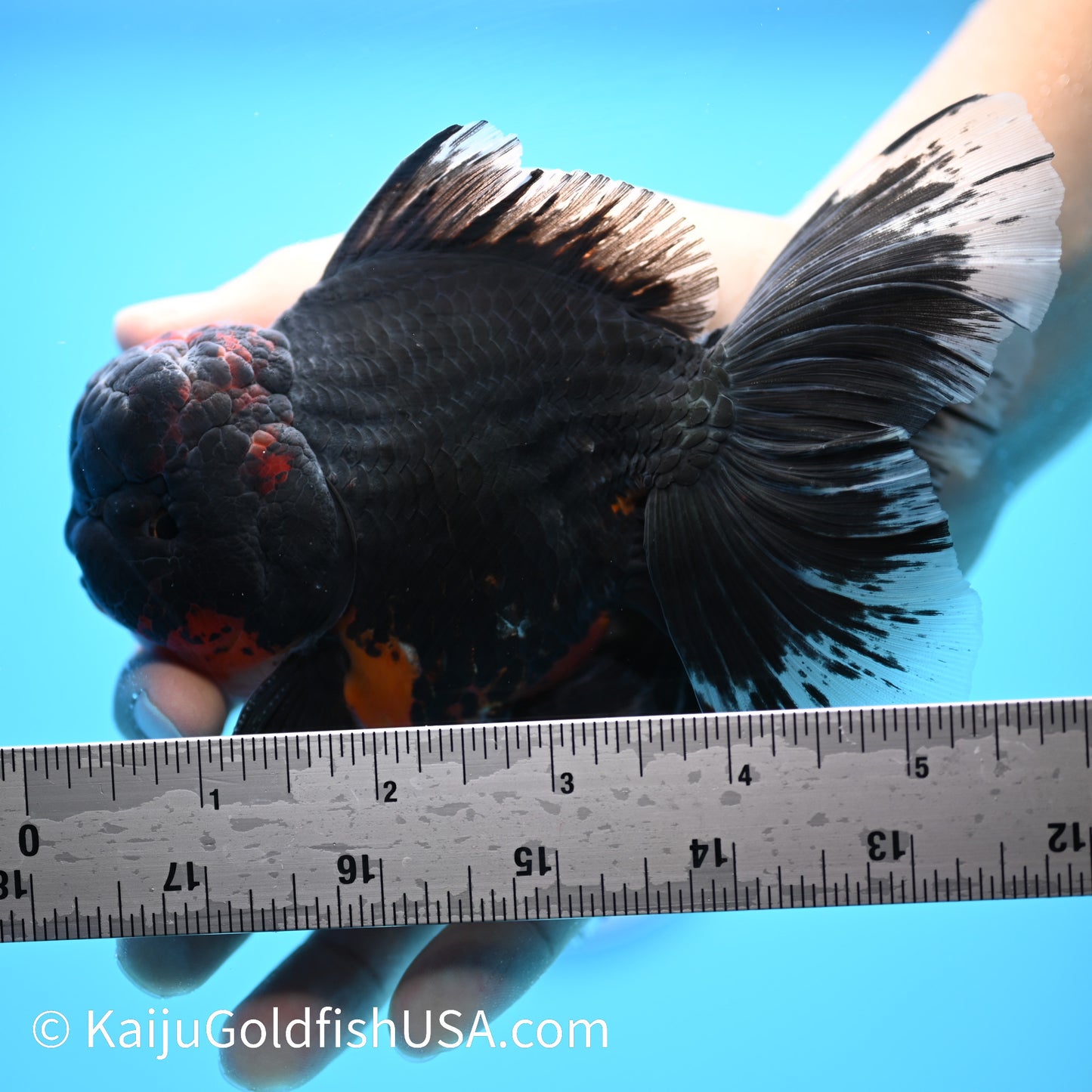 Black Lava Rose Tail Oranda 5-5.5 inches (240308_OR01) - Kaiju Goldfish USA