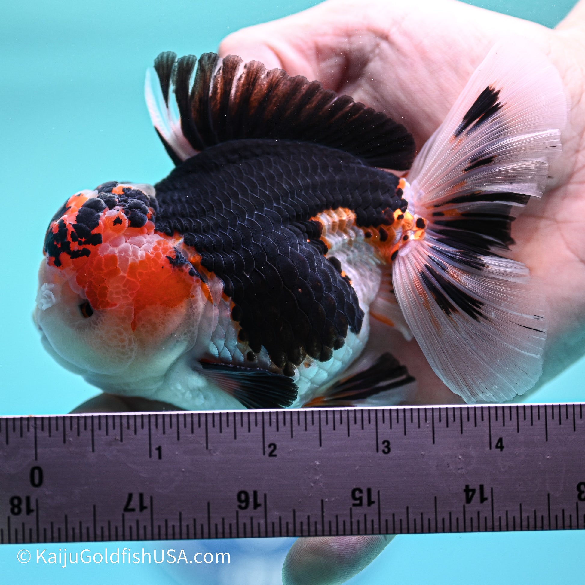 Tricolor YuanBao Oranda 3.5in body (240524_OR01) - Kaiju Goldfish USA