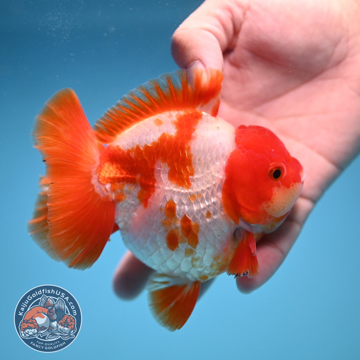 Fiery Red White Oranda 4 inch Body (250822_OR01)