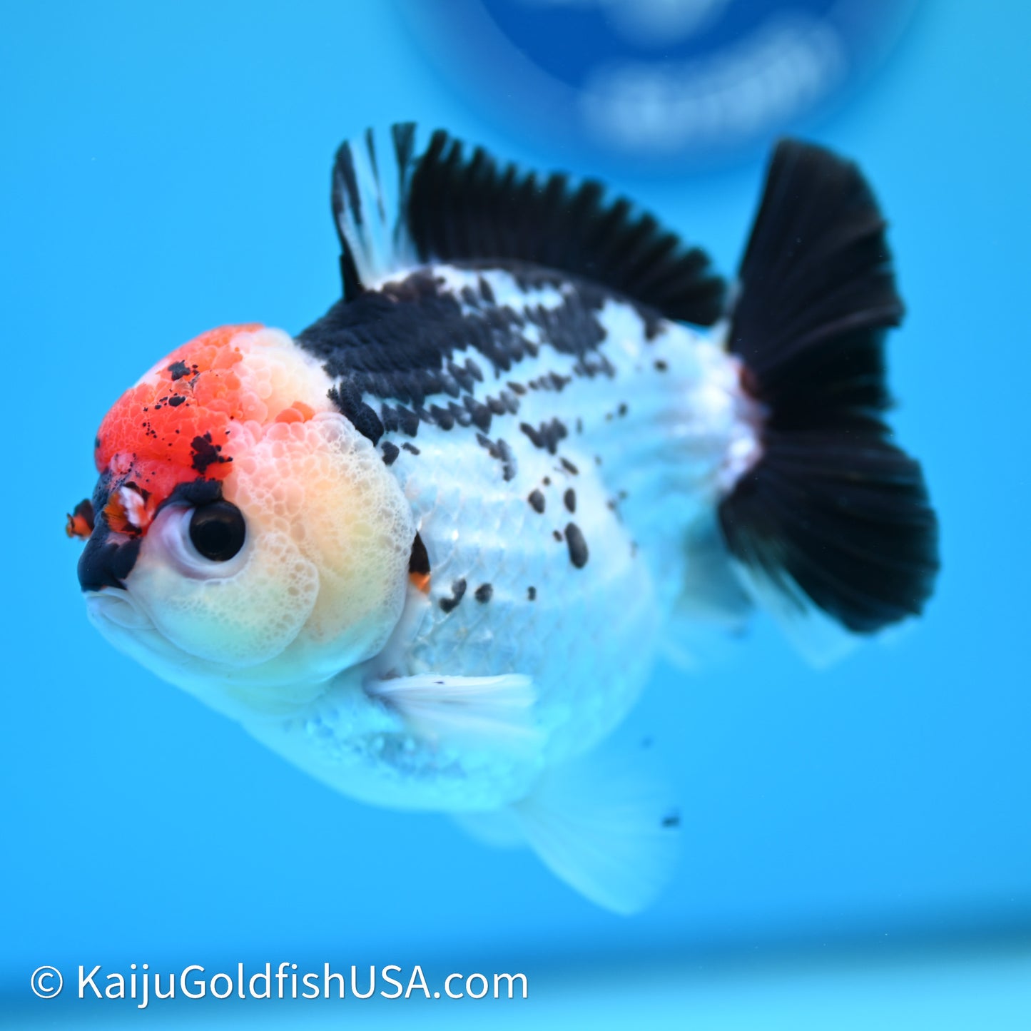 Tricolor YuanBao Oranda 3.75in body (240607_OR01) - Kaiju Goldfish USA