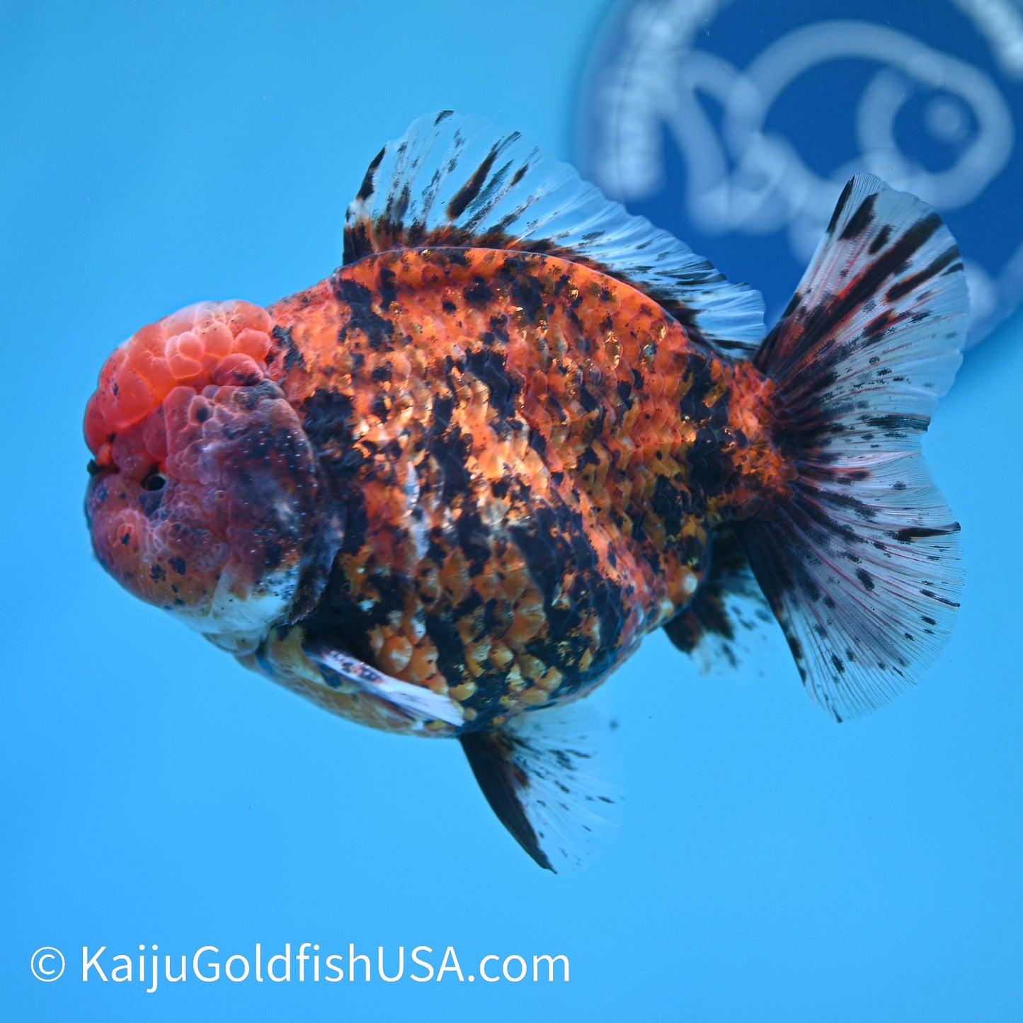 Tiger YuanBao Oranda 5 inches (240412_OR01) - Kaiju Goldfish USA