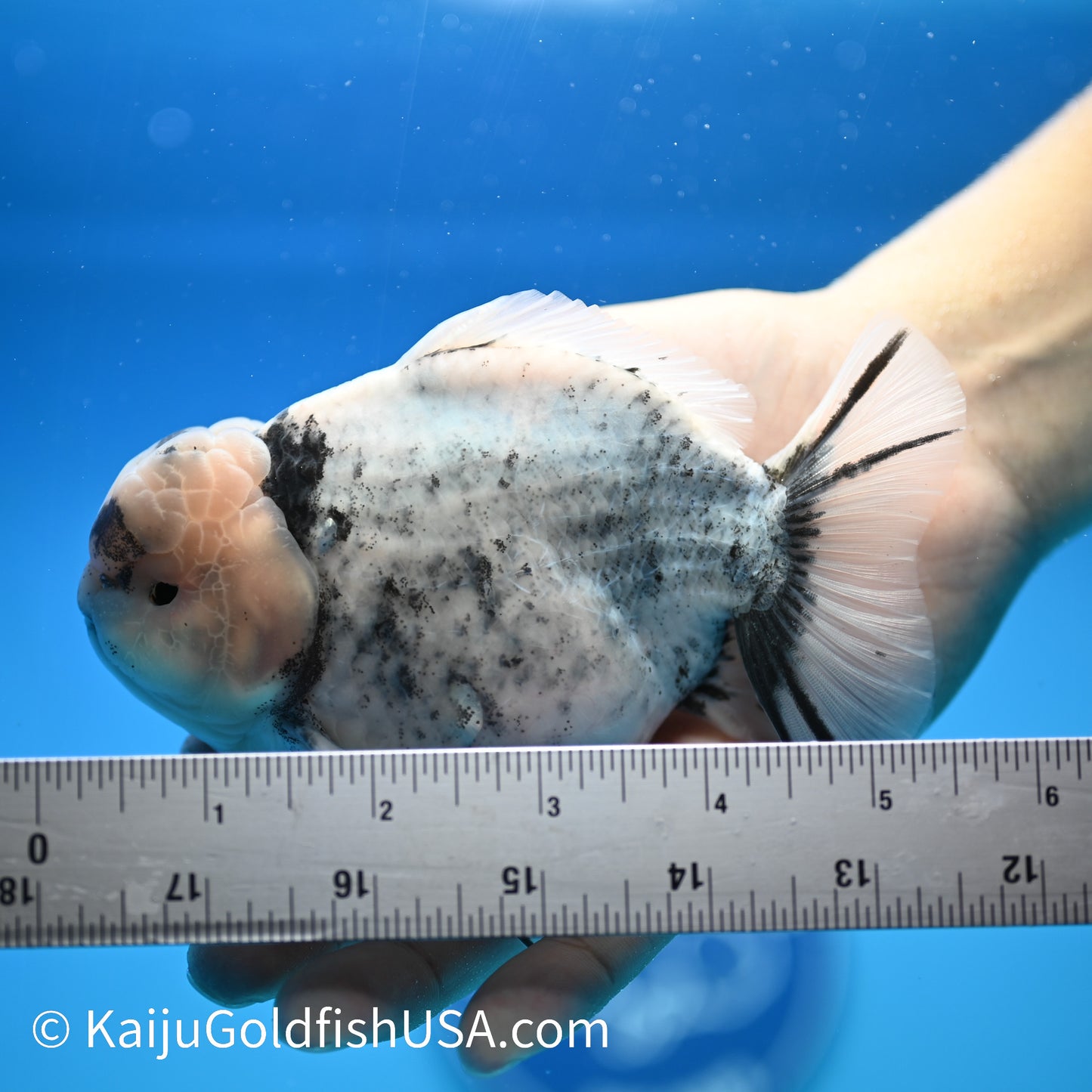 Crown White Tiger YuanBao Oranda 5-5.5 inches (240329_OR01) - Kaiju Goldfish USA