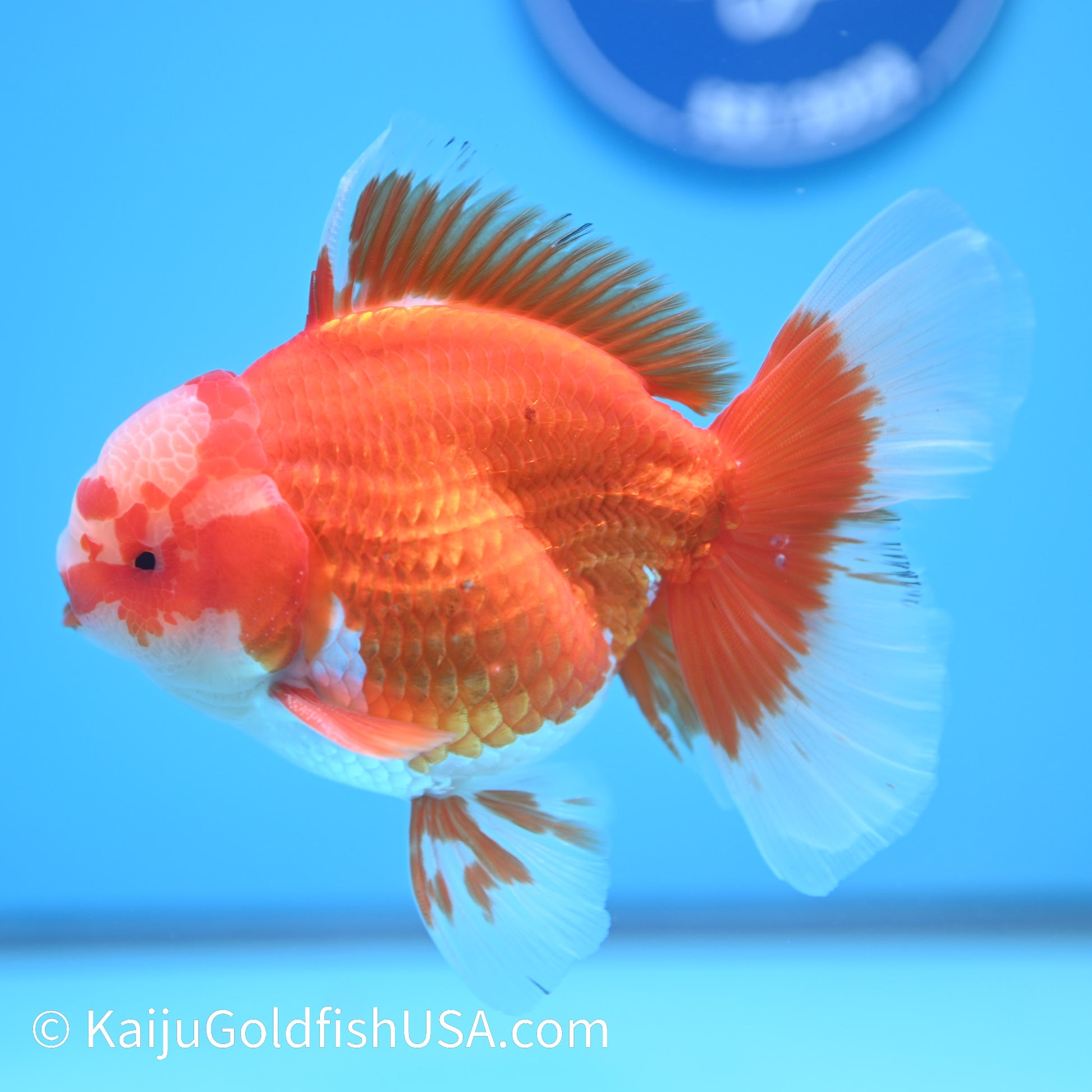 Jade Face Rose Tail Red White Oranda 4-4.5 inches (240322_OR1) - Kaiju Goldfish USA