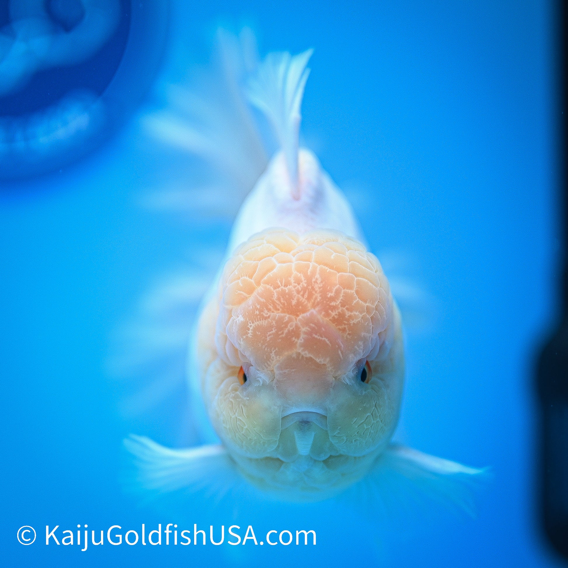 Jumbo Snow White Rose Tail Oranda 5.5 inches (240405_OR1) - Kaiju Goldfish USA