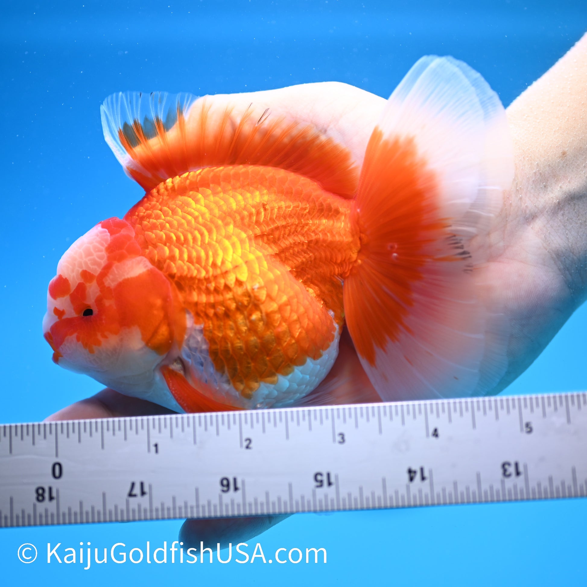 Jade Face Rose Tail Red White Oranda 4-4.5 inches (240322_OR1) - Kaiju Goldfish USA