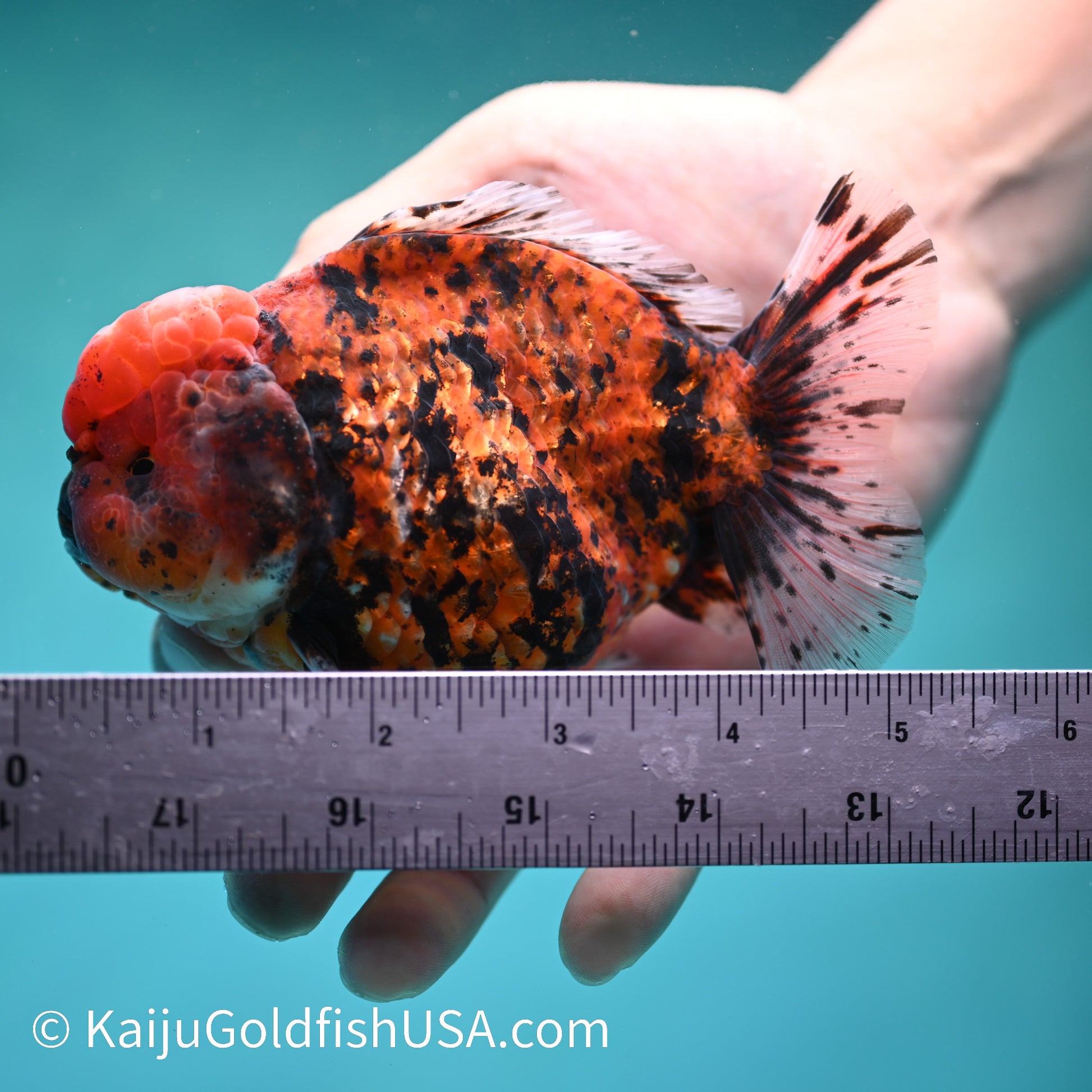 Tiger YuanBao Oranda 5 inches (240412_OR01) - Kaiju Goldfish USA