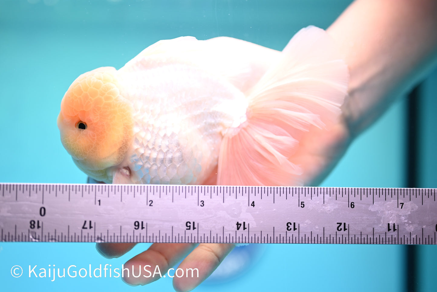 Jumbo Snow White Rose Tail Oranda 5.5 inches (240405_OR1) - Kaiju Goldfish USA