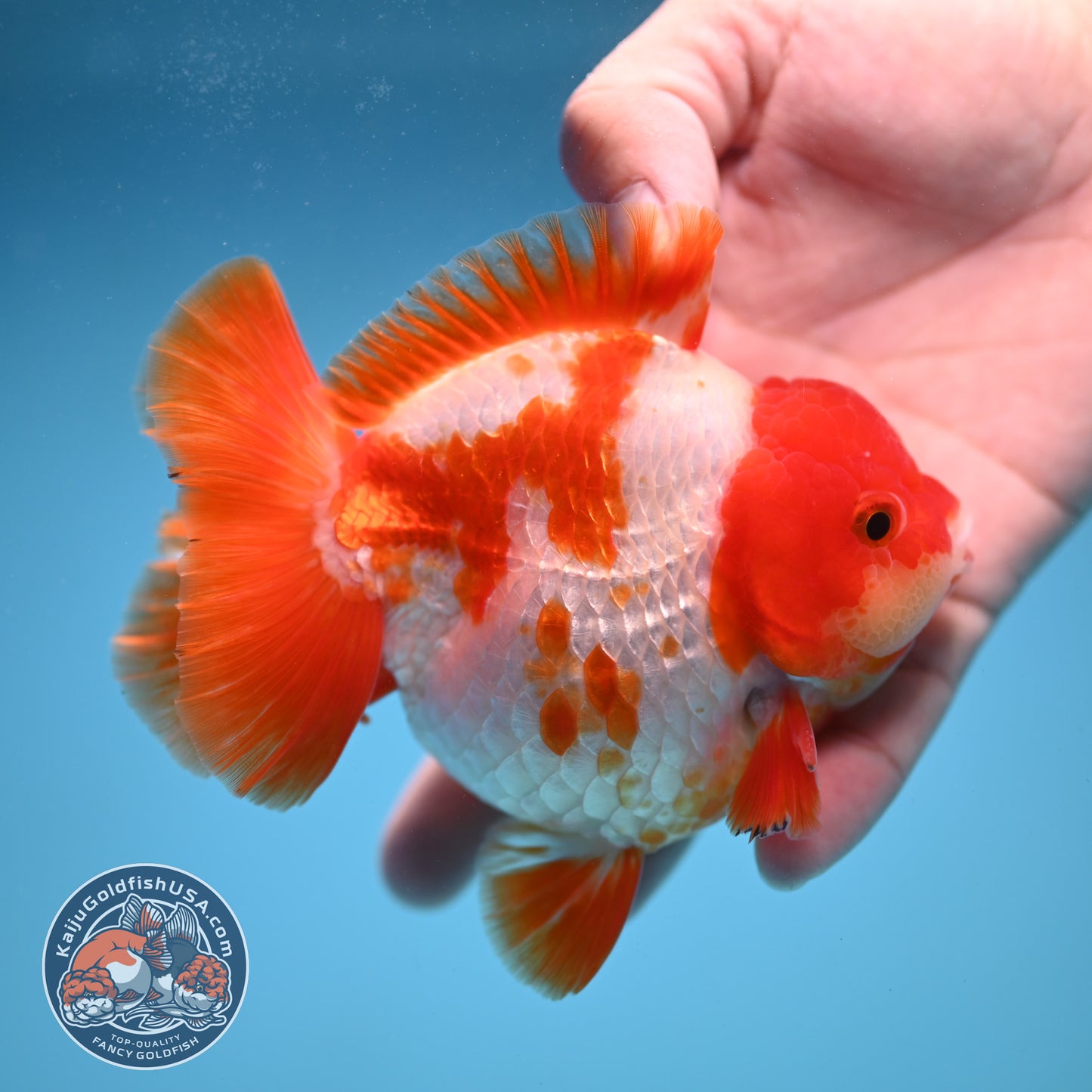 Fiery Red White Oranda 4 inch Body (250822_OR01)