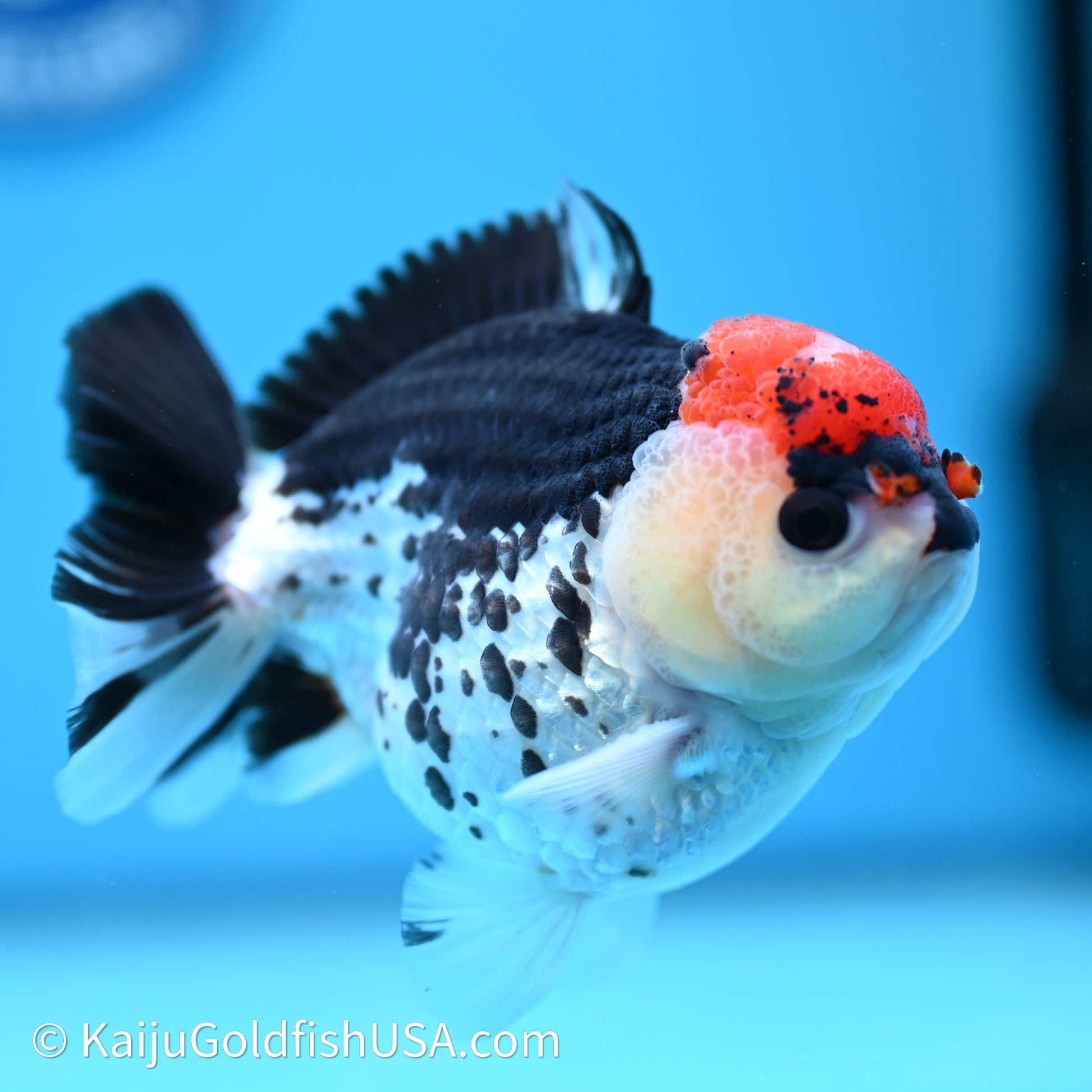 Tricolor YuanBao Oranda 3.75in body (240607_OR01) - Kaiju Goldfish USA