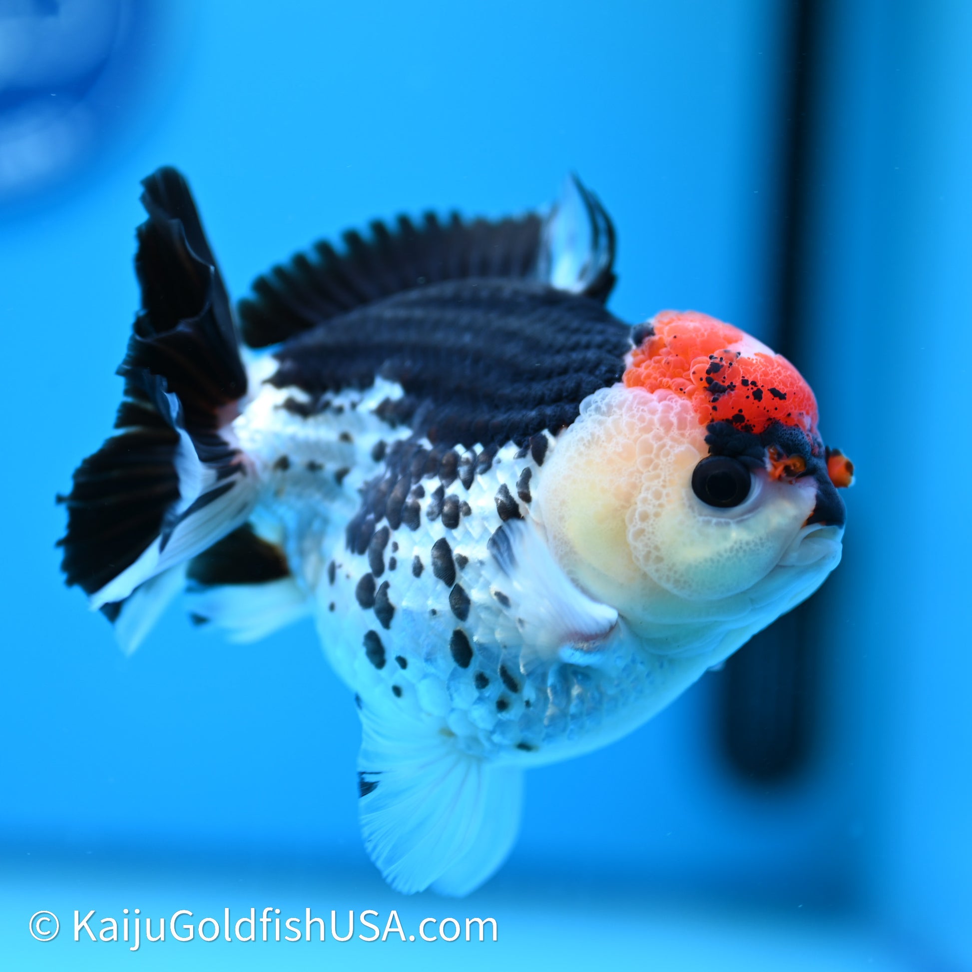 Tricolor YuanBao Oranda 3.75in body (240607_OR01) - Kaiju Goldfish USA